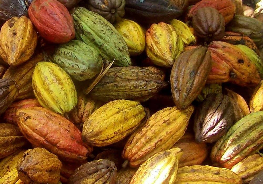 Baracoa, sur le chemin du cacao cubain