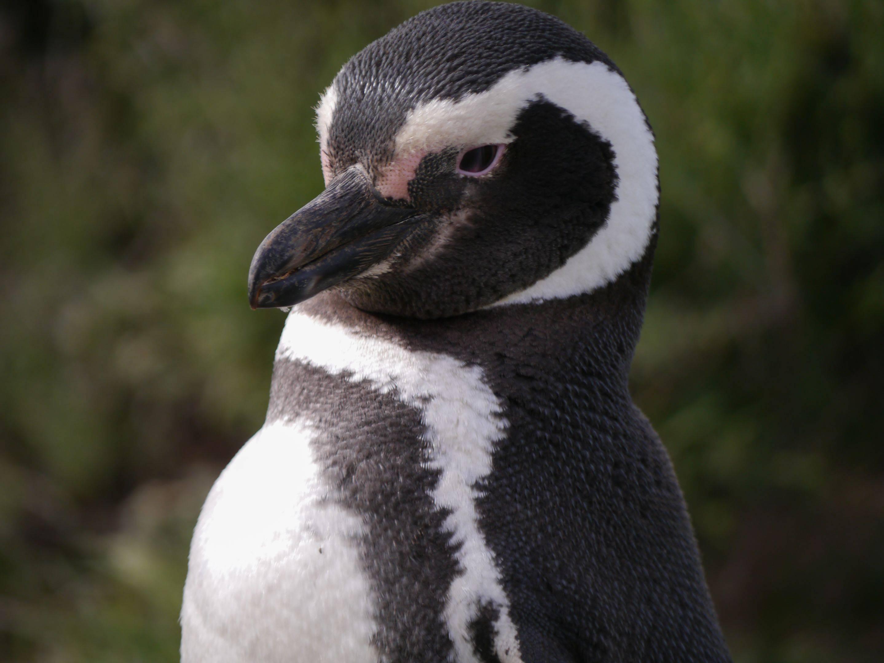 Gita tra i pinguini di Punta Tombo