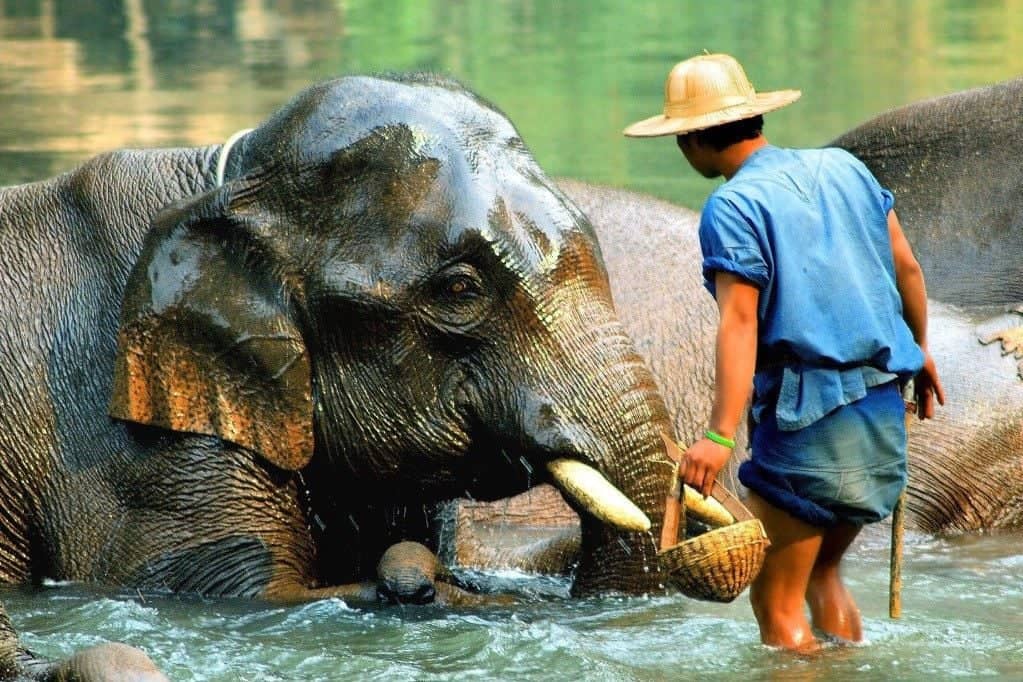Rencontre avec les éléphants à l’Eco Elephant Care