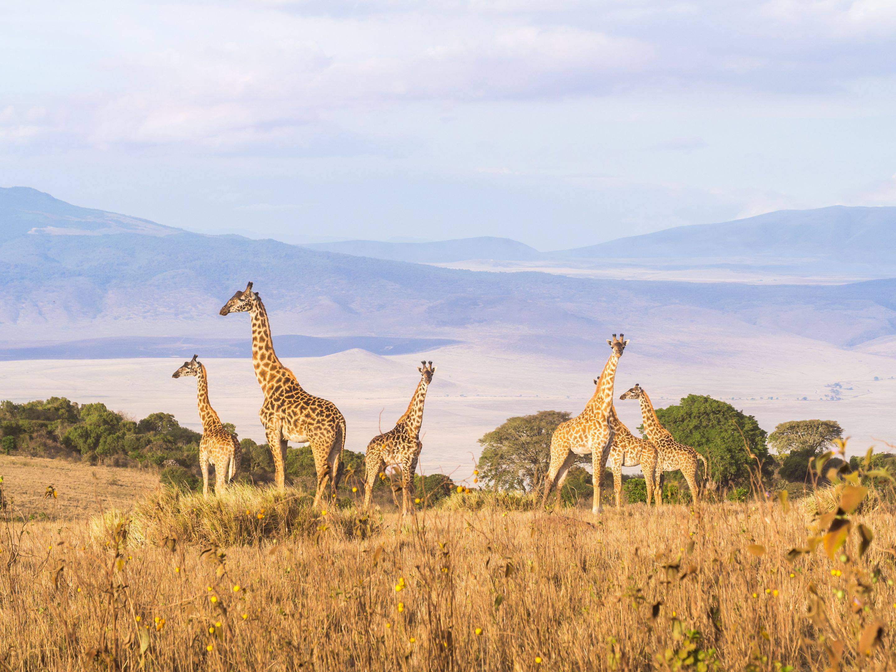 Safari dans le Cratère du Ngorongoro