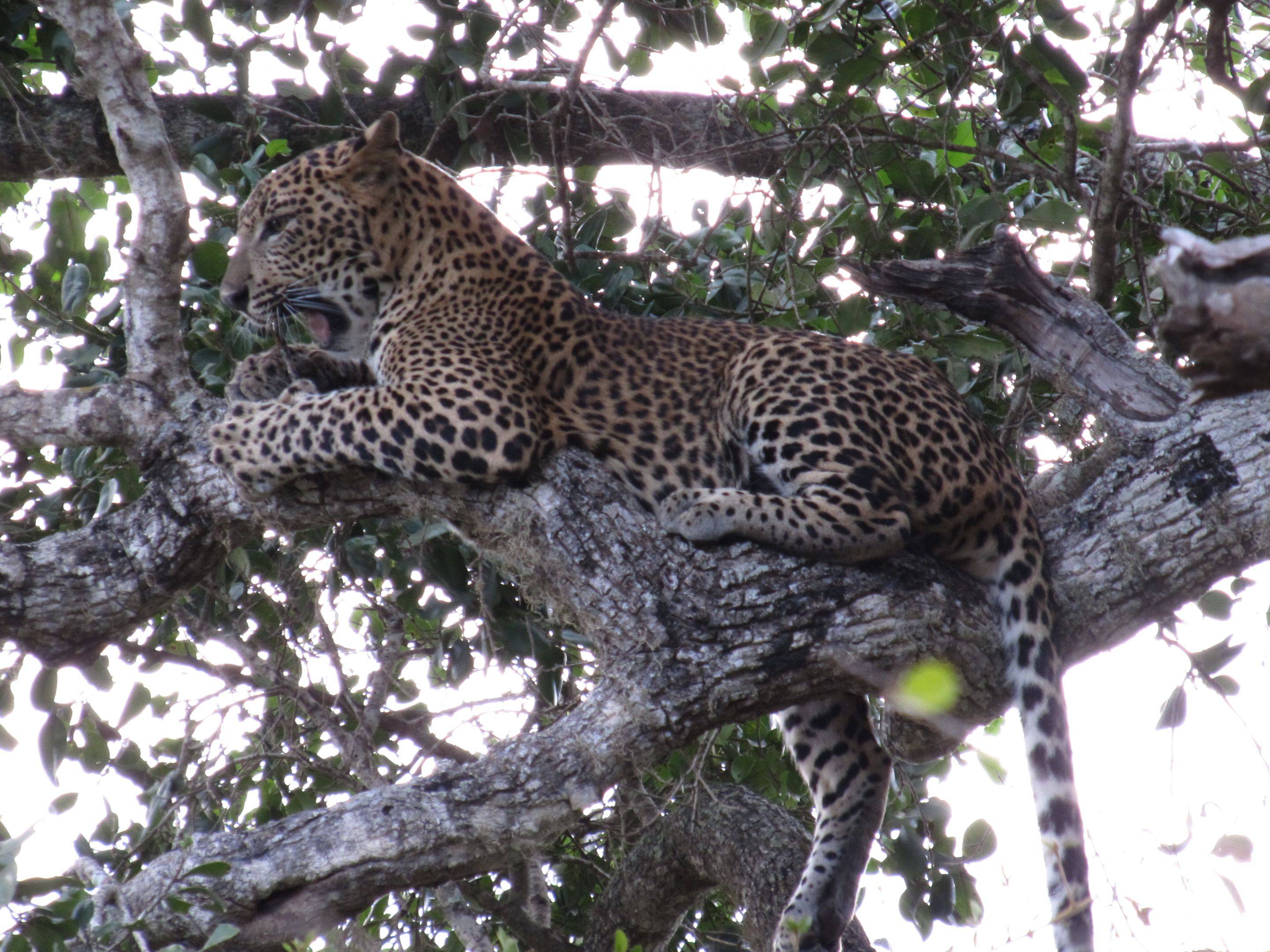 Leoparden Safari und Strandausflug