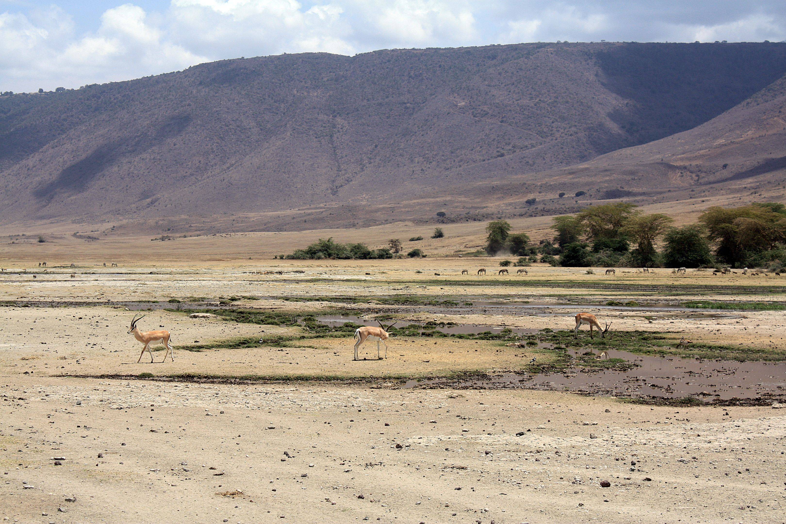 Entdecken Sie die reiche Tierwelt des Ngorongoro-Kraters