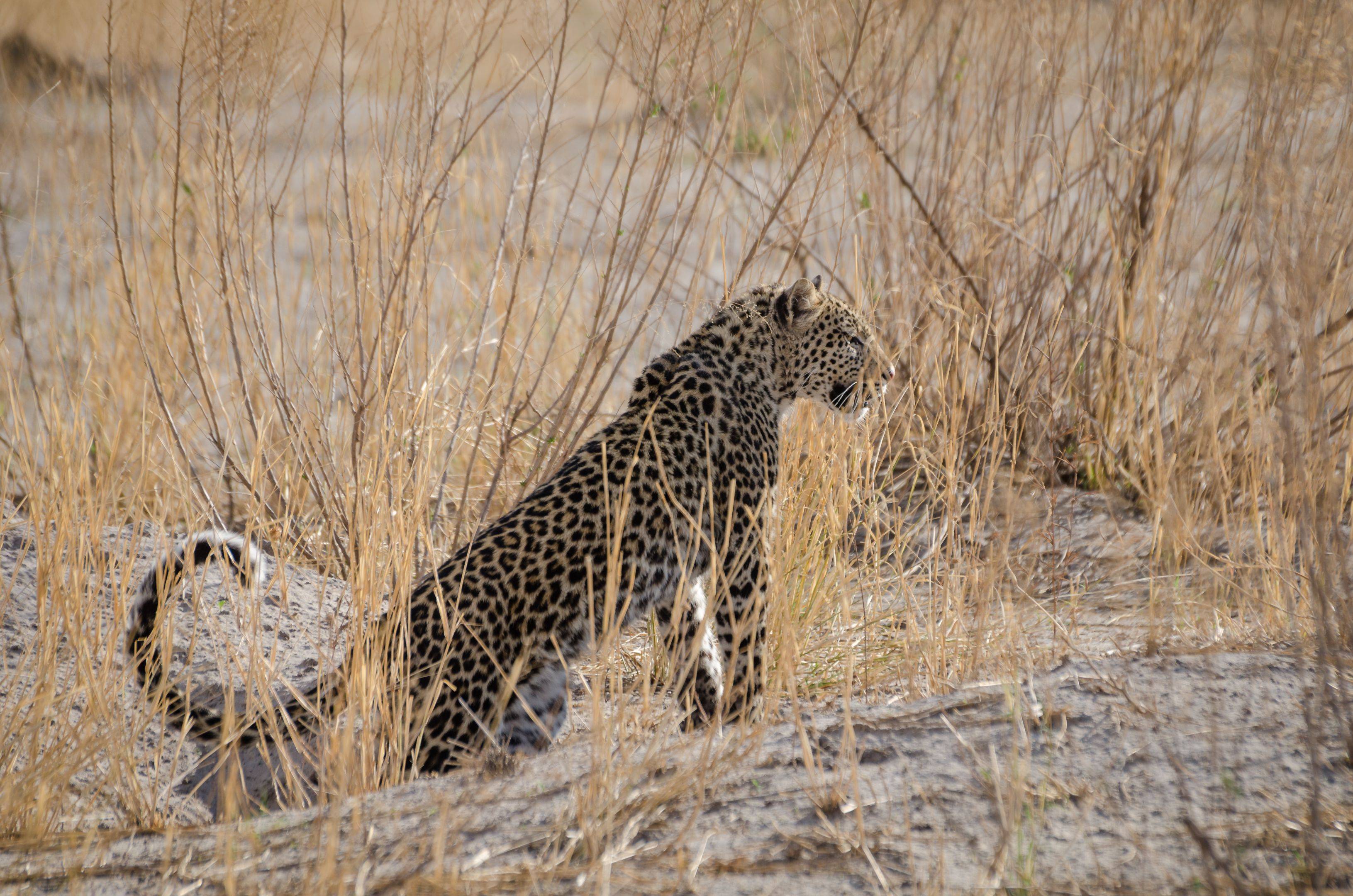 Observation des félins et hyènes à Savuti Marsh