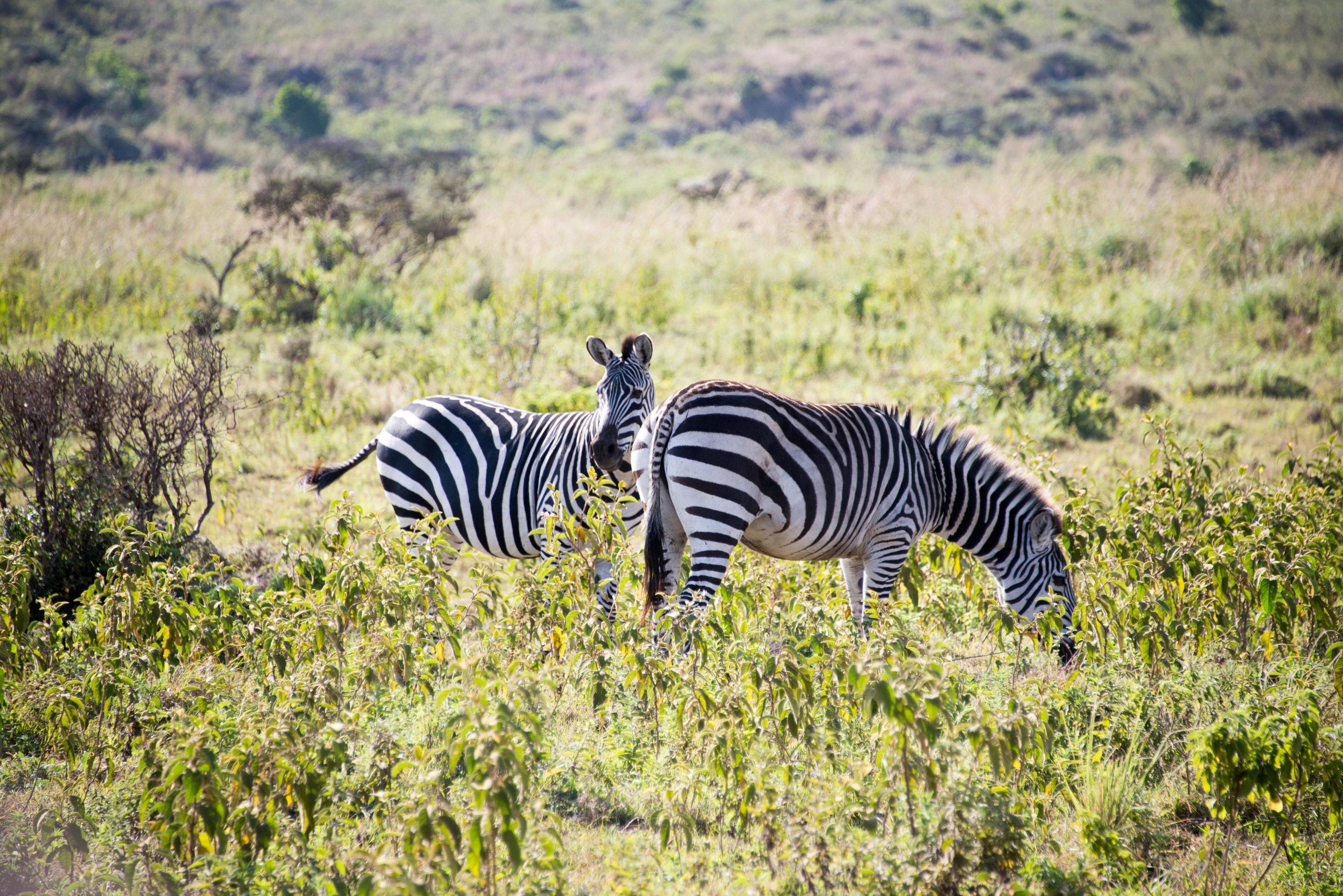 Flug nach Arusha und Start der Safari 