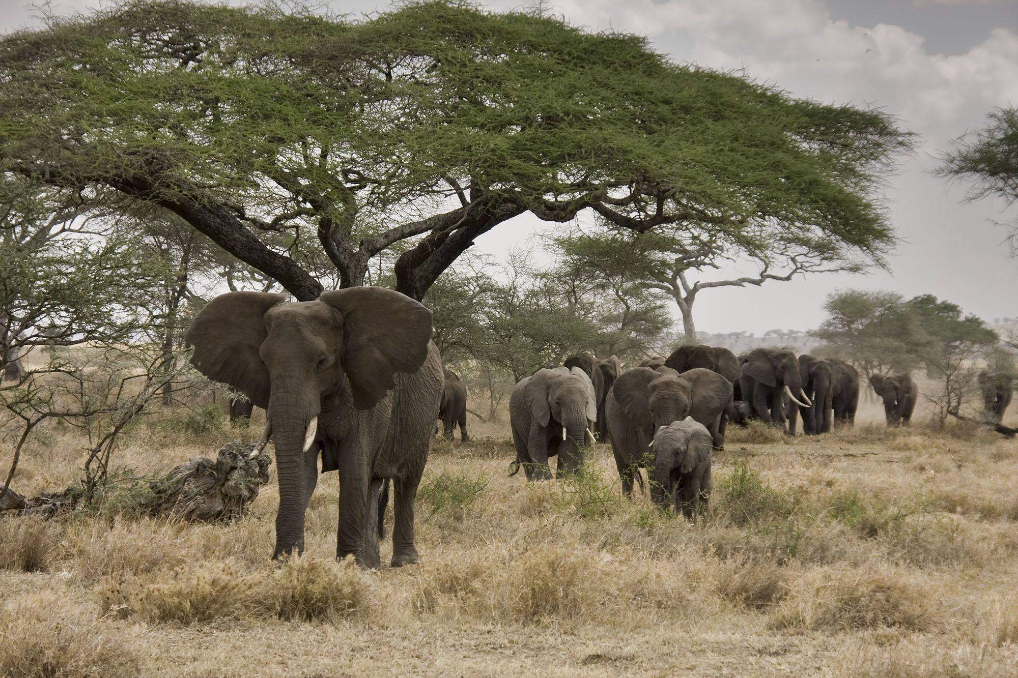 Auf dem Weg in die Serengeti 
