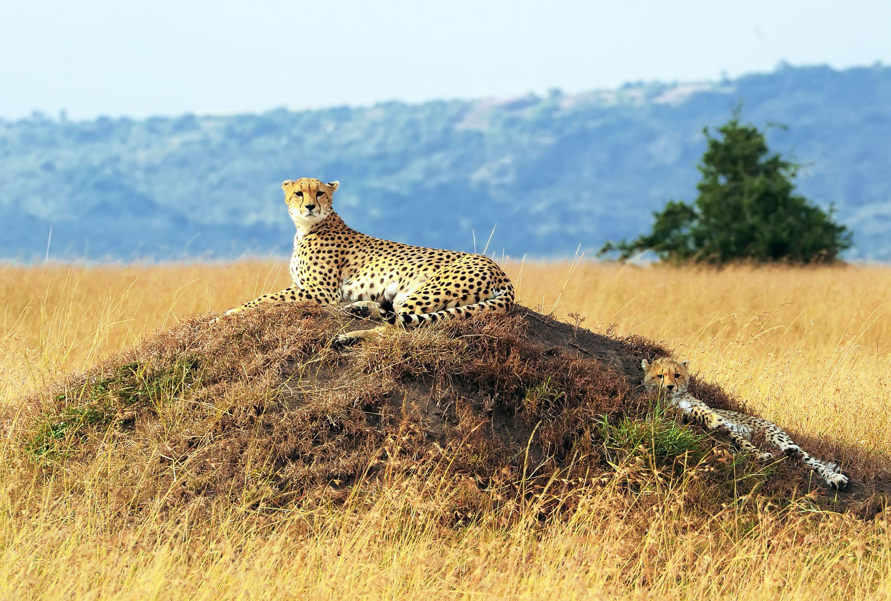 Beeindruckende Tierszenen in der Masai Mara 