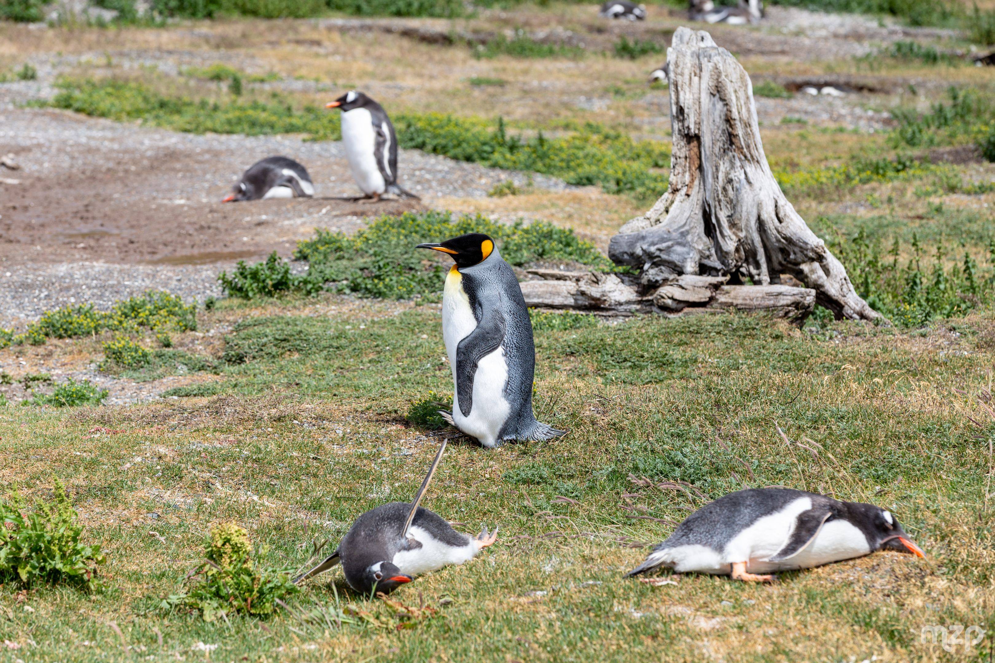 Canale di Beagle & Camminata fra i Pinguini