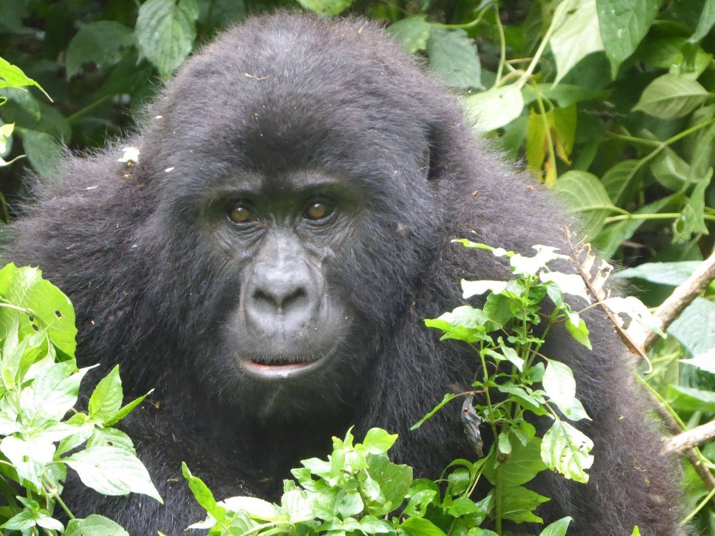 Das Leben der Gorillas im Bwindi Forest National Park