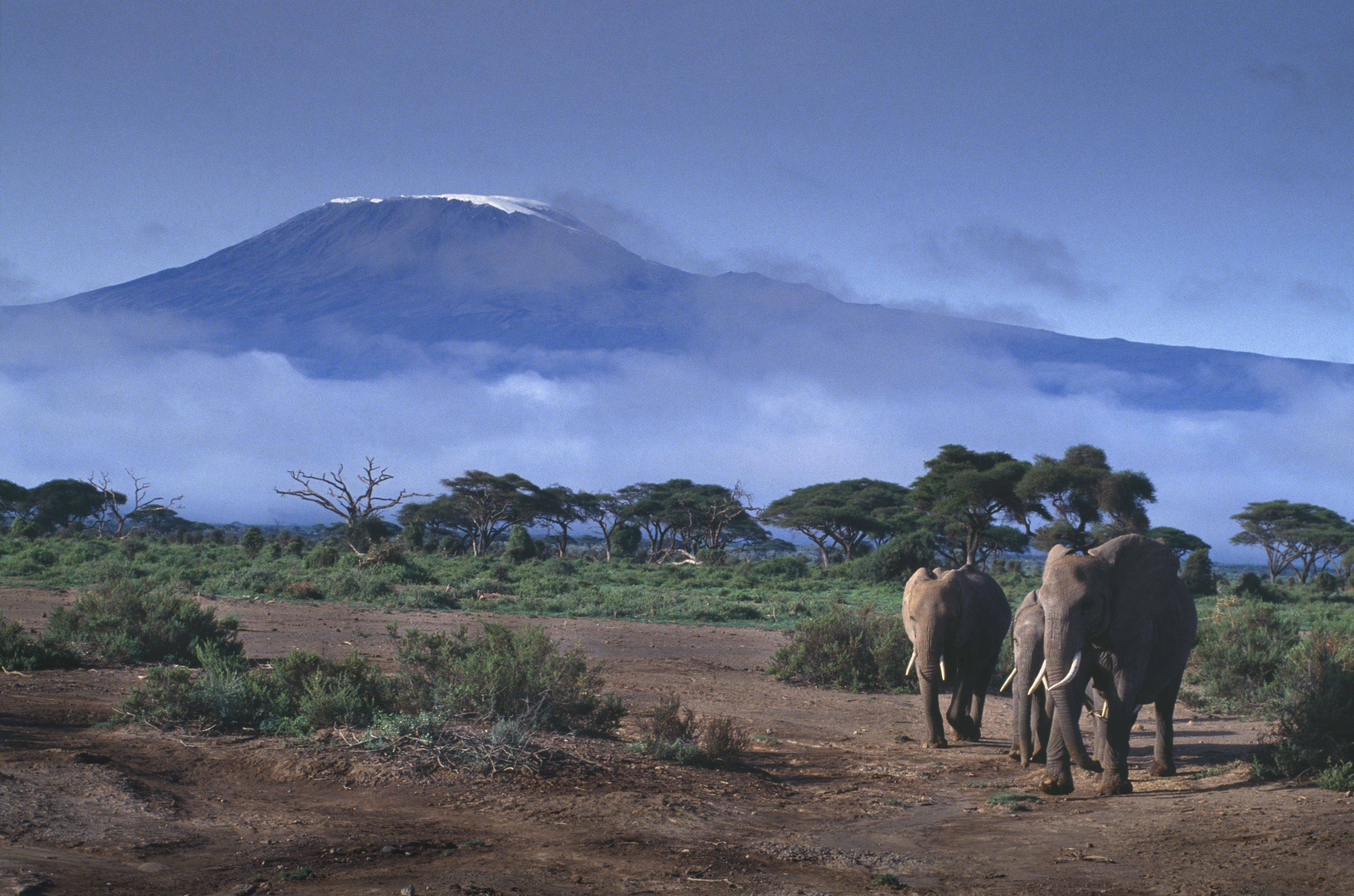 Safari dans le parc national d'Amboseli