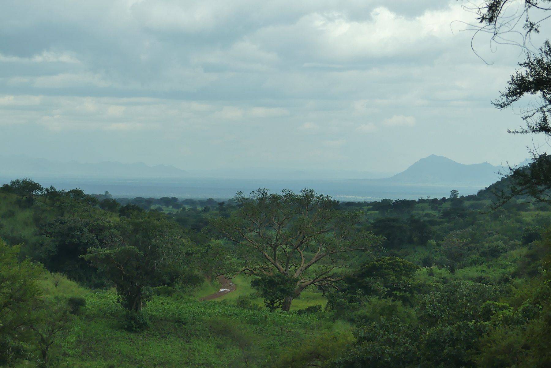 Weiterfahrt zum Bwindi Nationalpark 