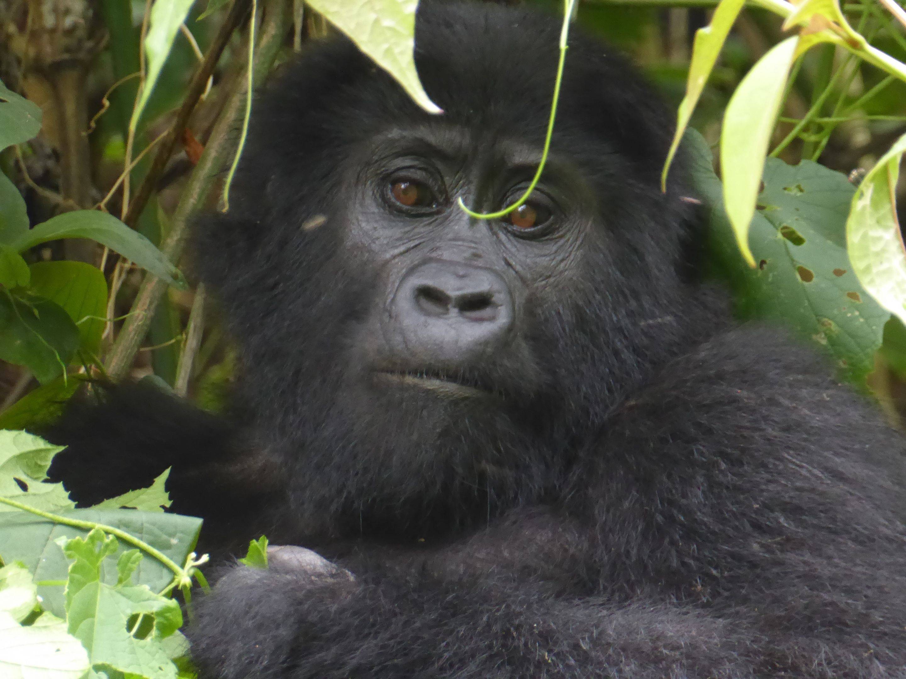 Gorillatrekking im Bwindi Nationalpark