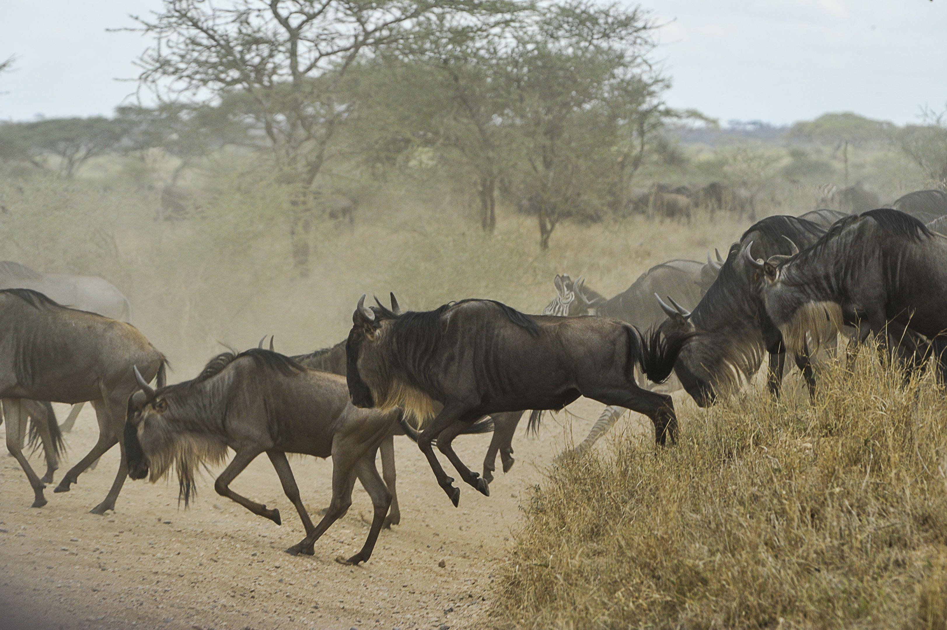 Zwei unvergessliche Safari-Tage im Norden der Serengeti