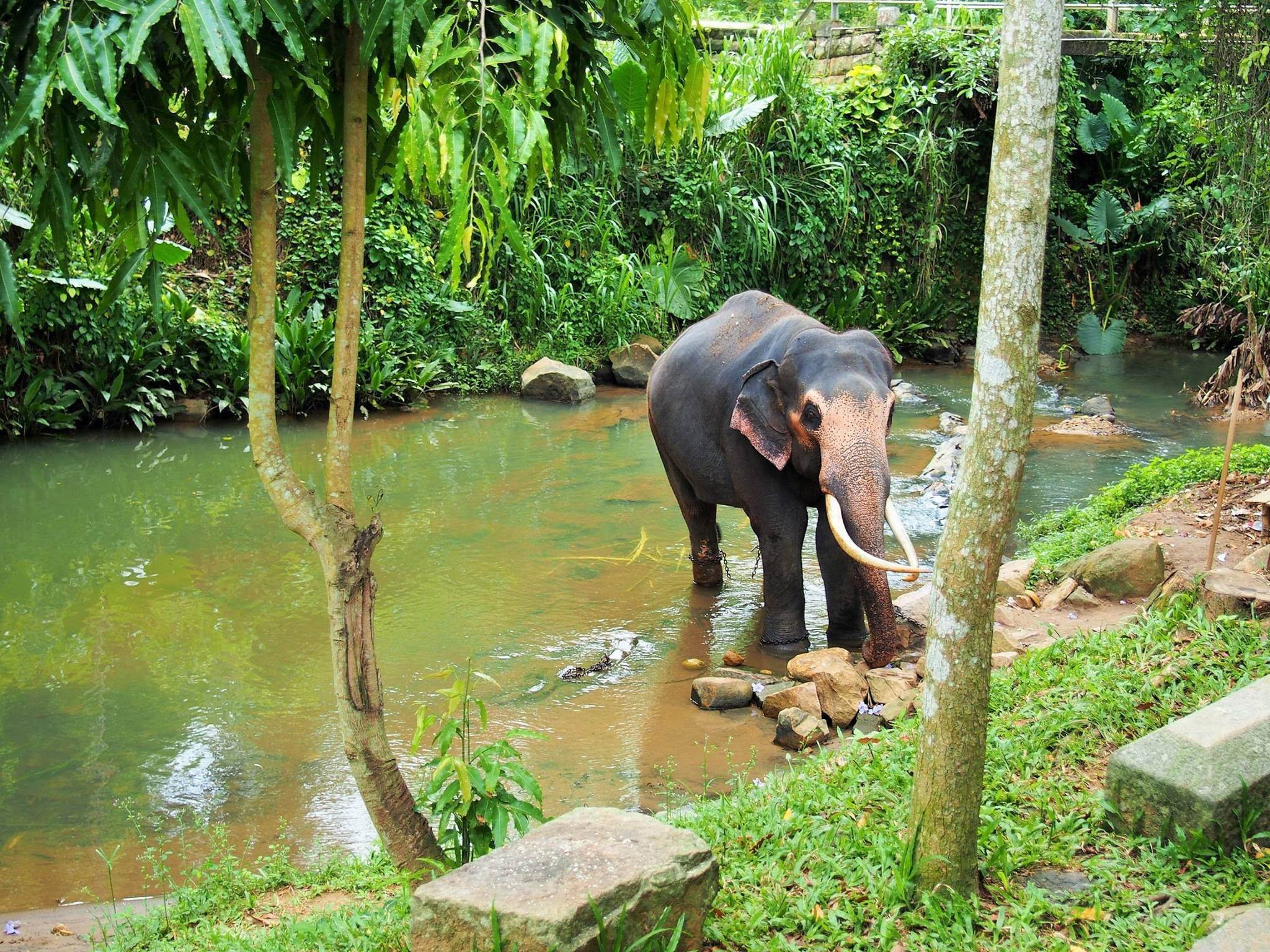 Elefantentreffen in Kegalle