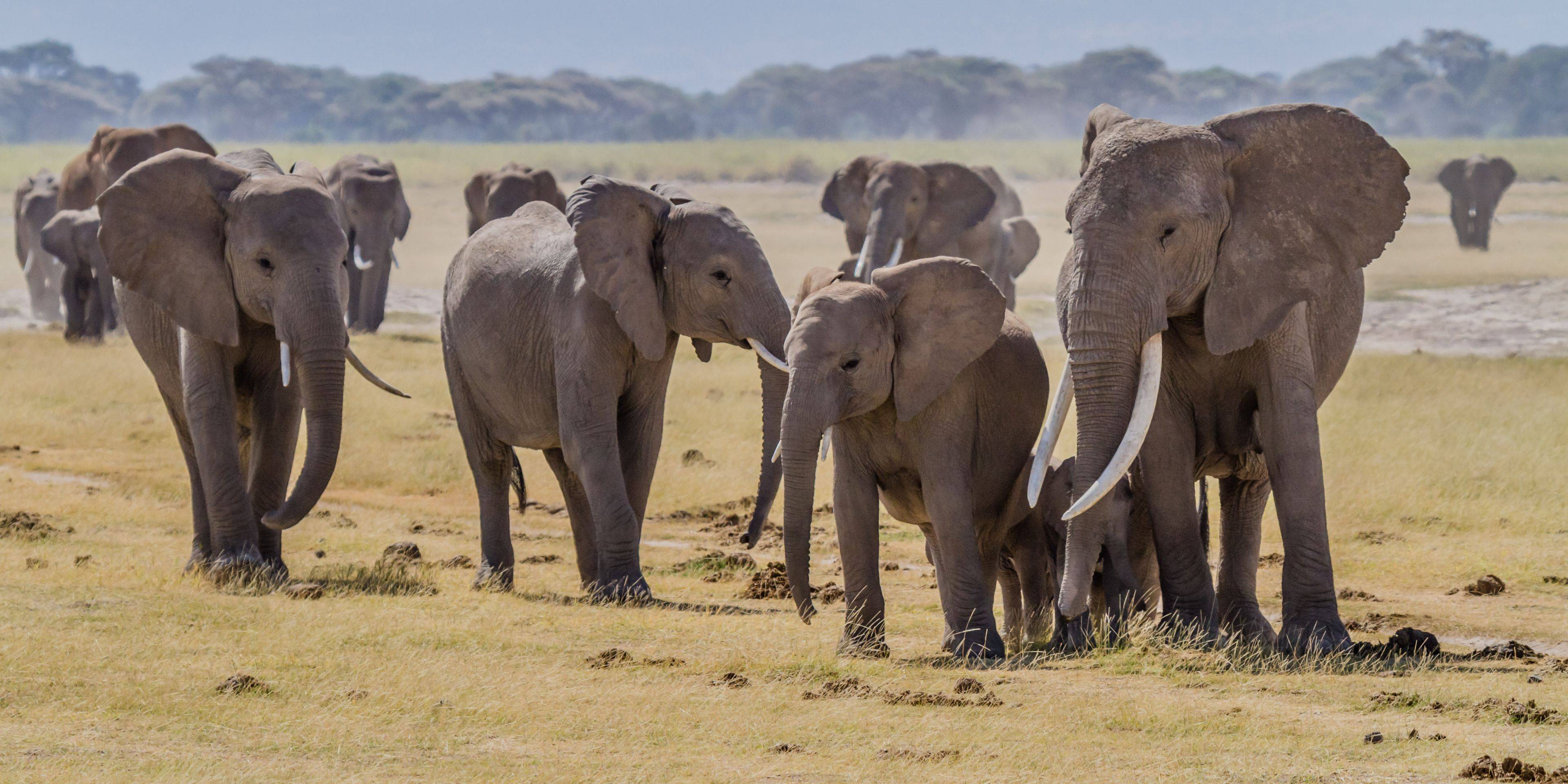 Safari dans le parc national d'Amboseli