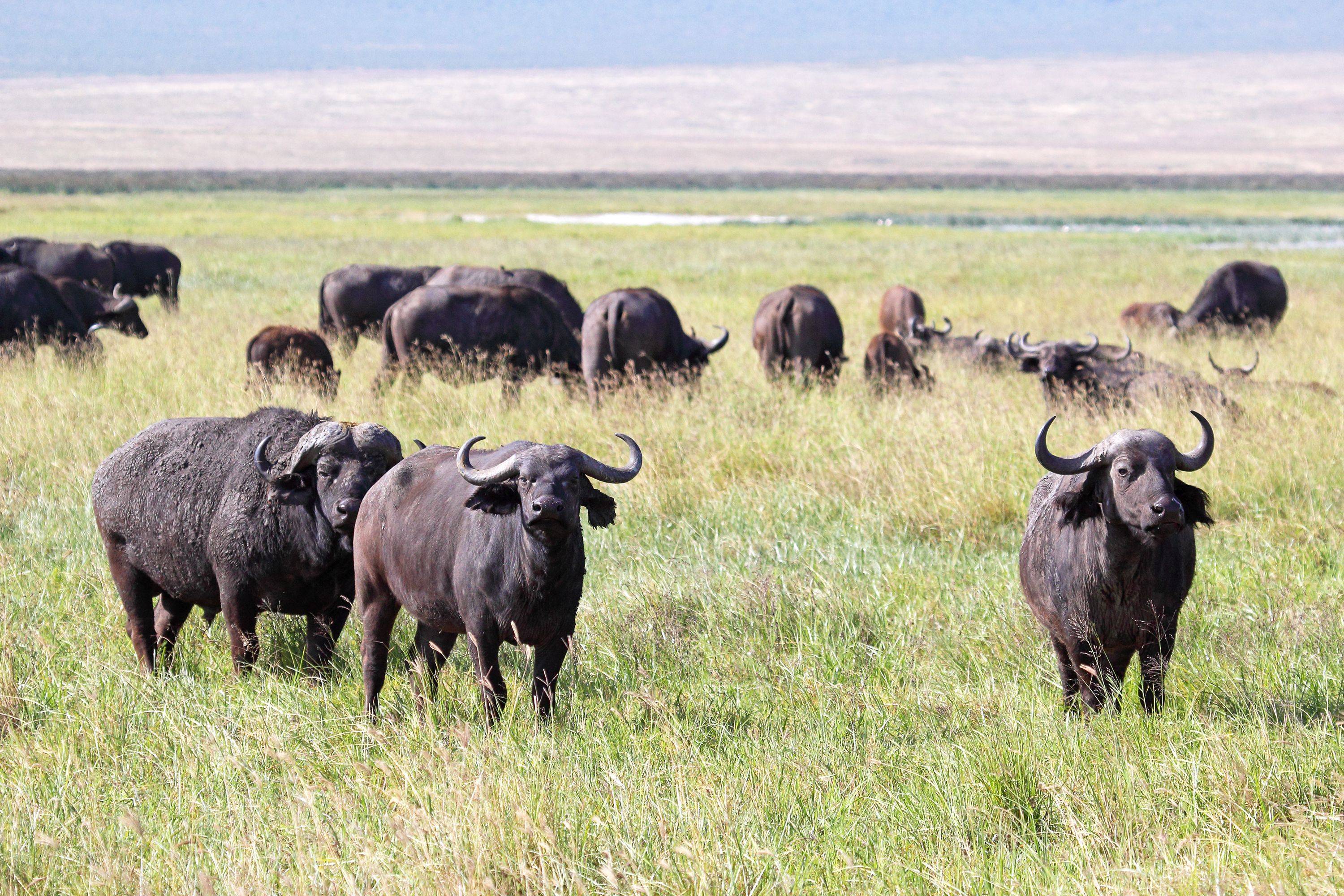 Die reiche Tierwelt des Ngorongoro Kraters 