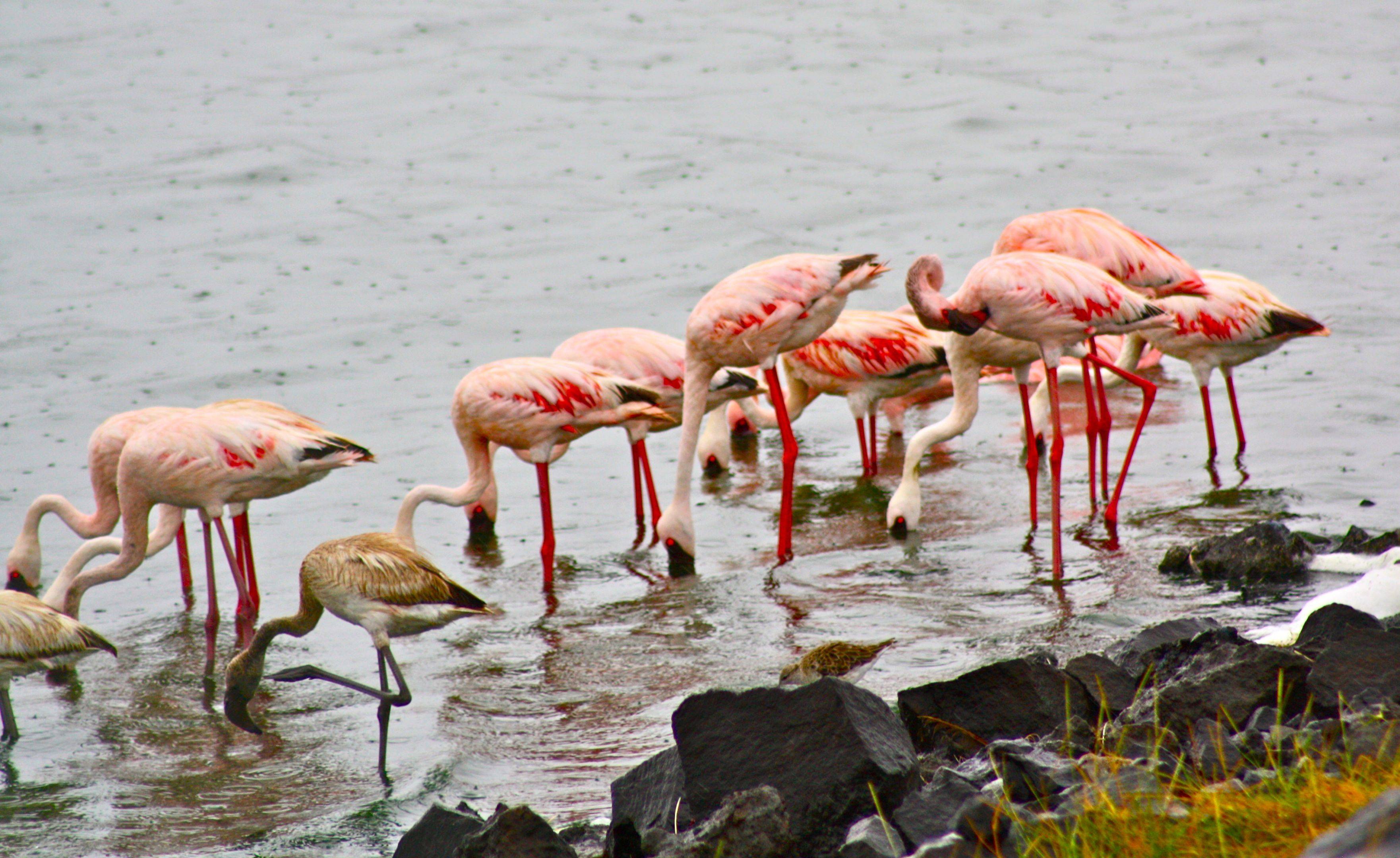 Safari por el Parque Nacional de Arusha