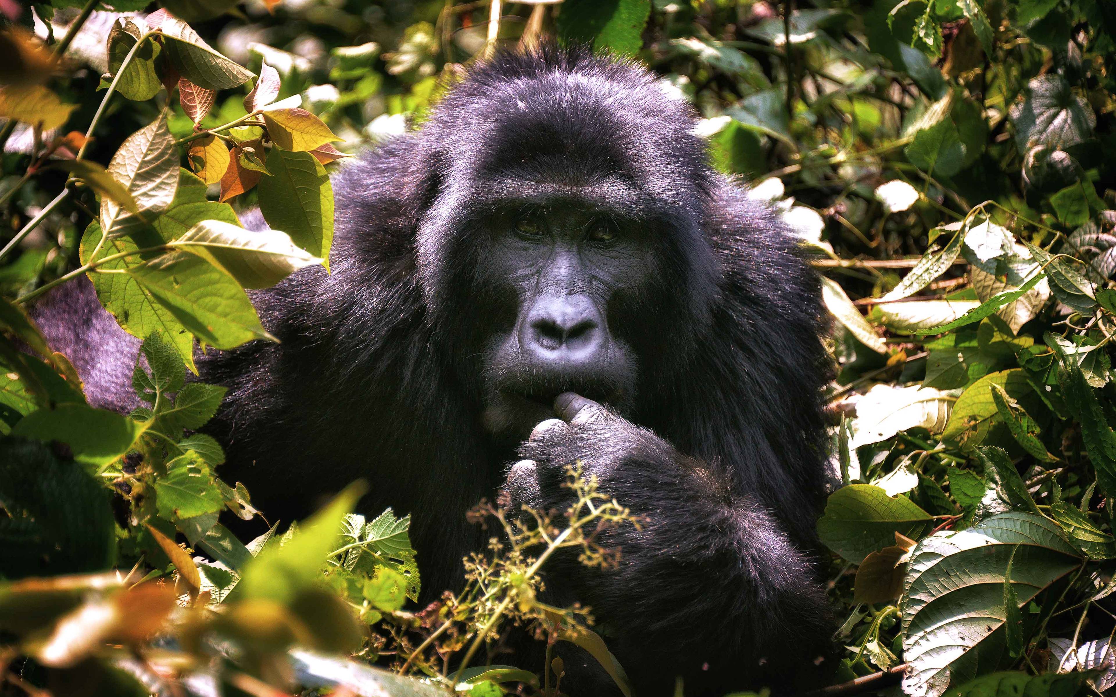 Gorilla-Beobachtung im Südwesten Ugandas  