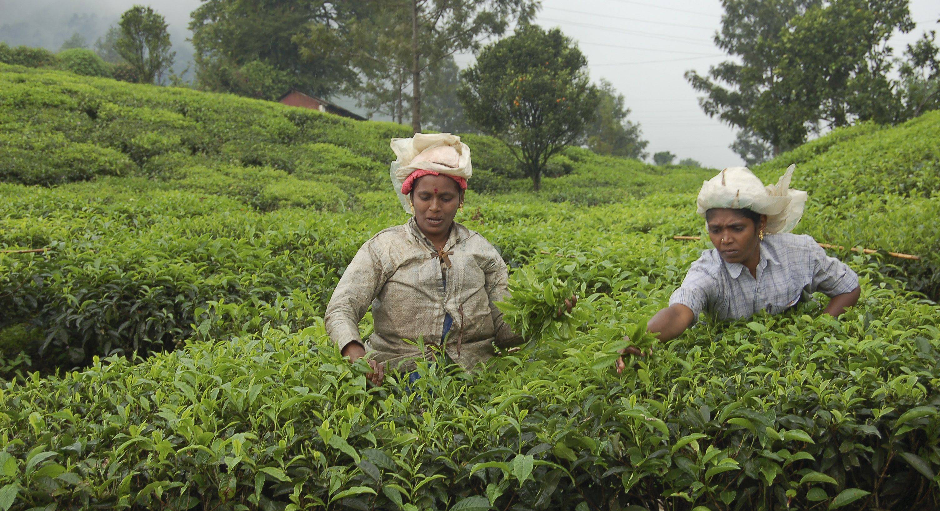 Partenza per le piantagioni di tè Munnar e visita del mercato locale