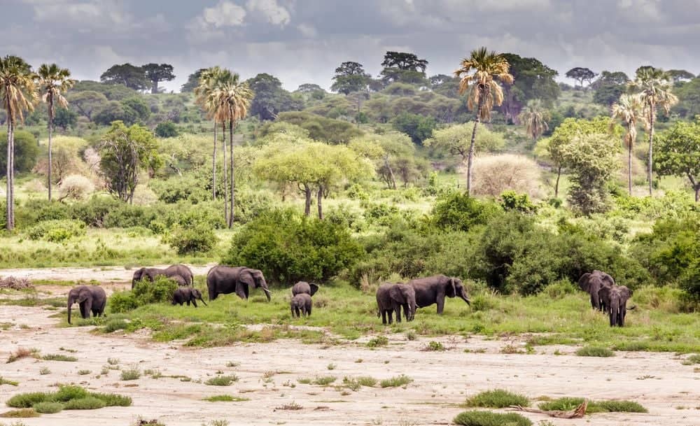 Die reiche Tierwelt des Ngorongoro-Kraters