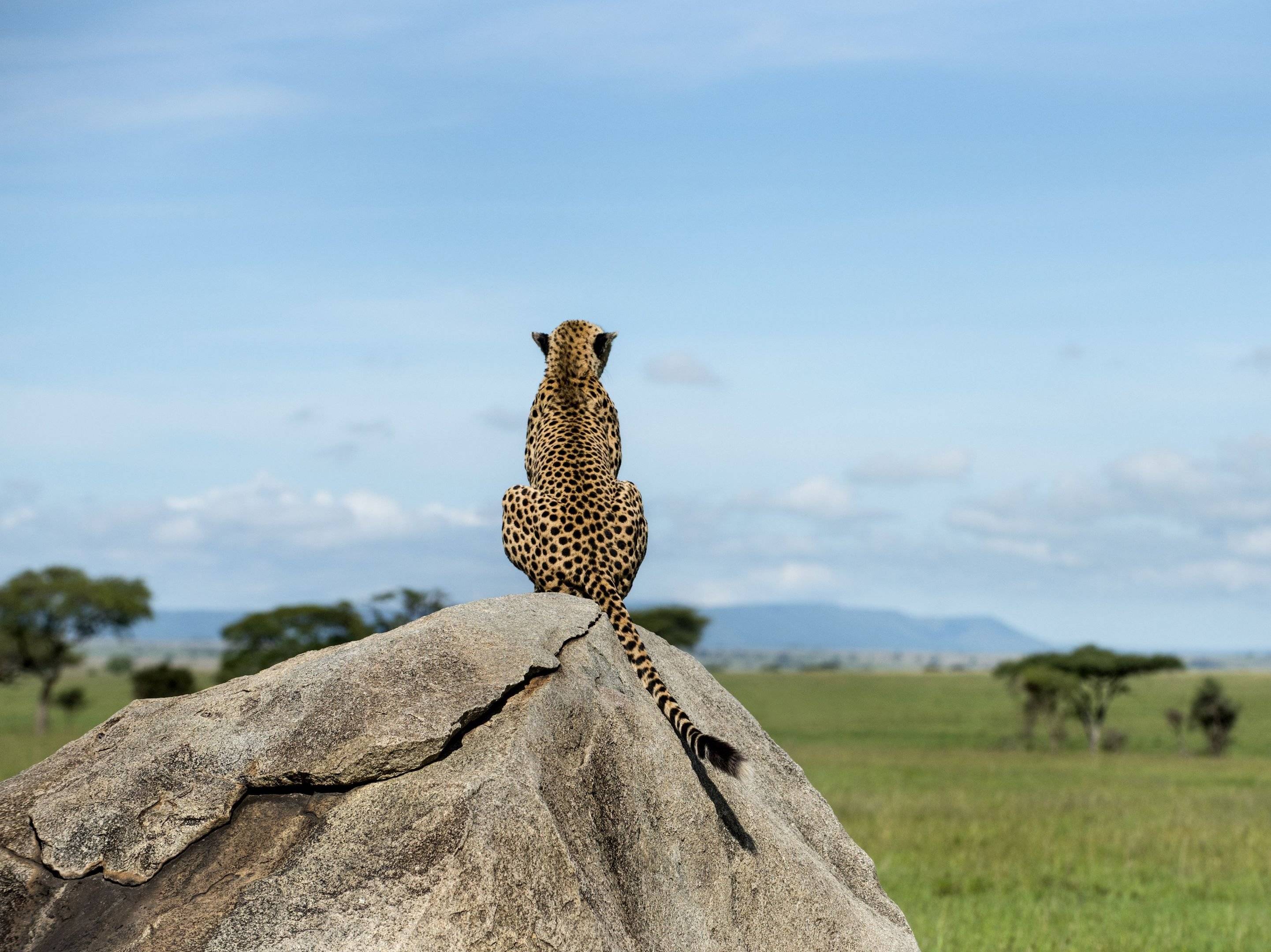 Fahrt in die Serengeti 