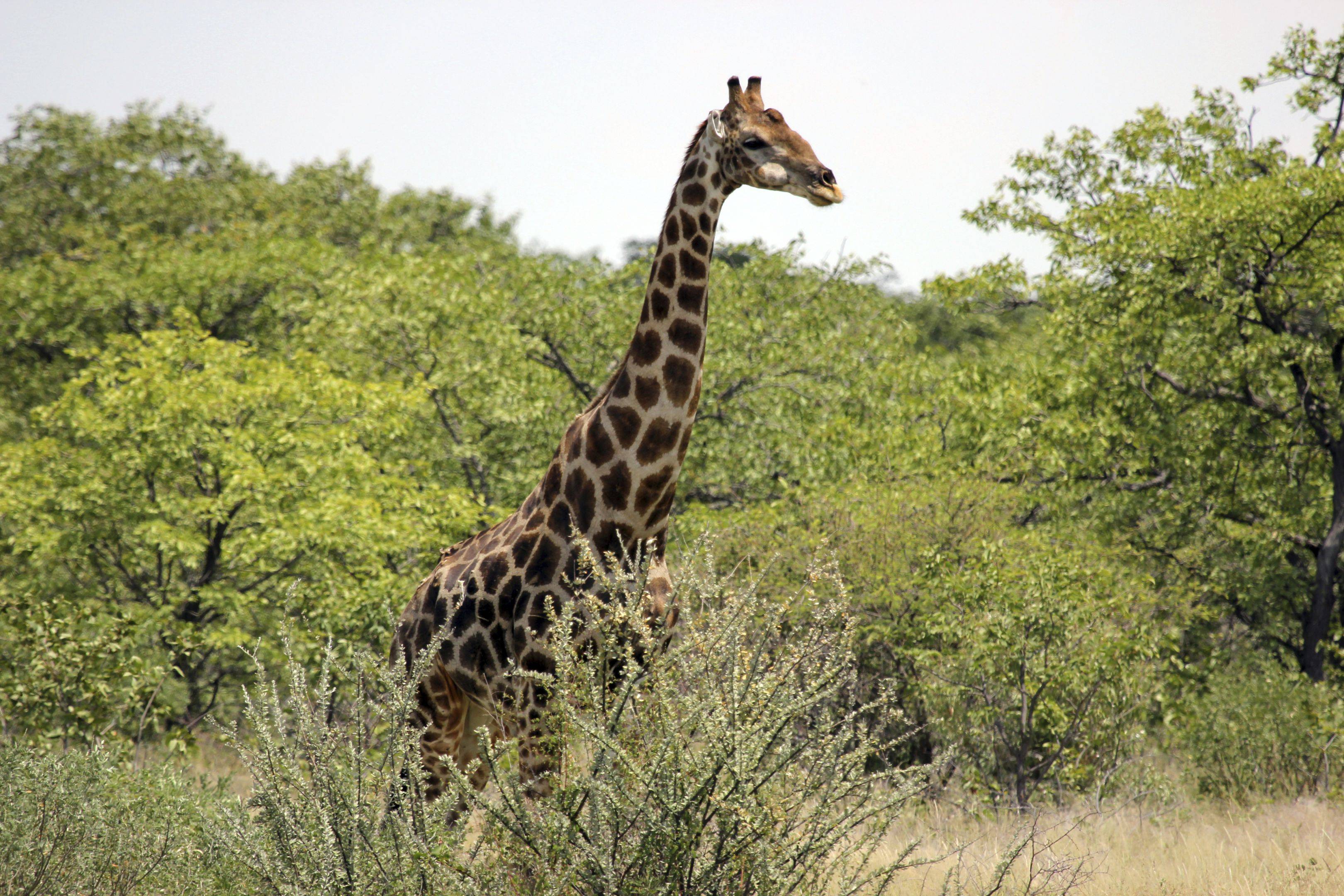 Safari dans la réserve du Masai Mara