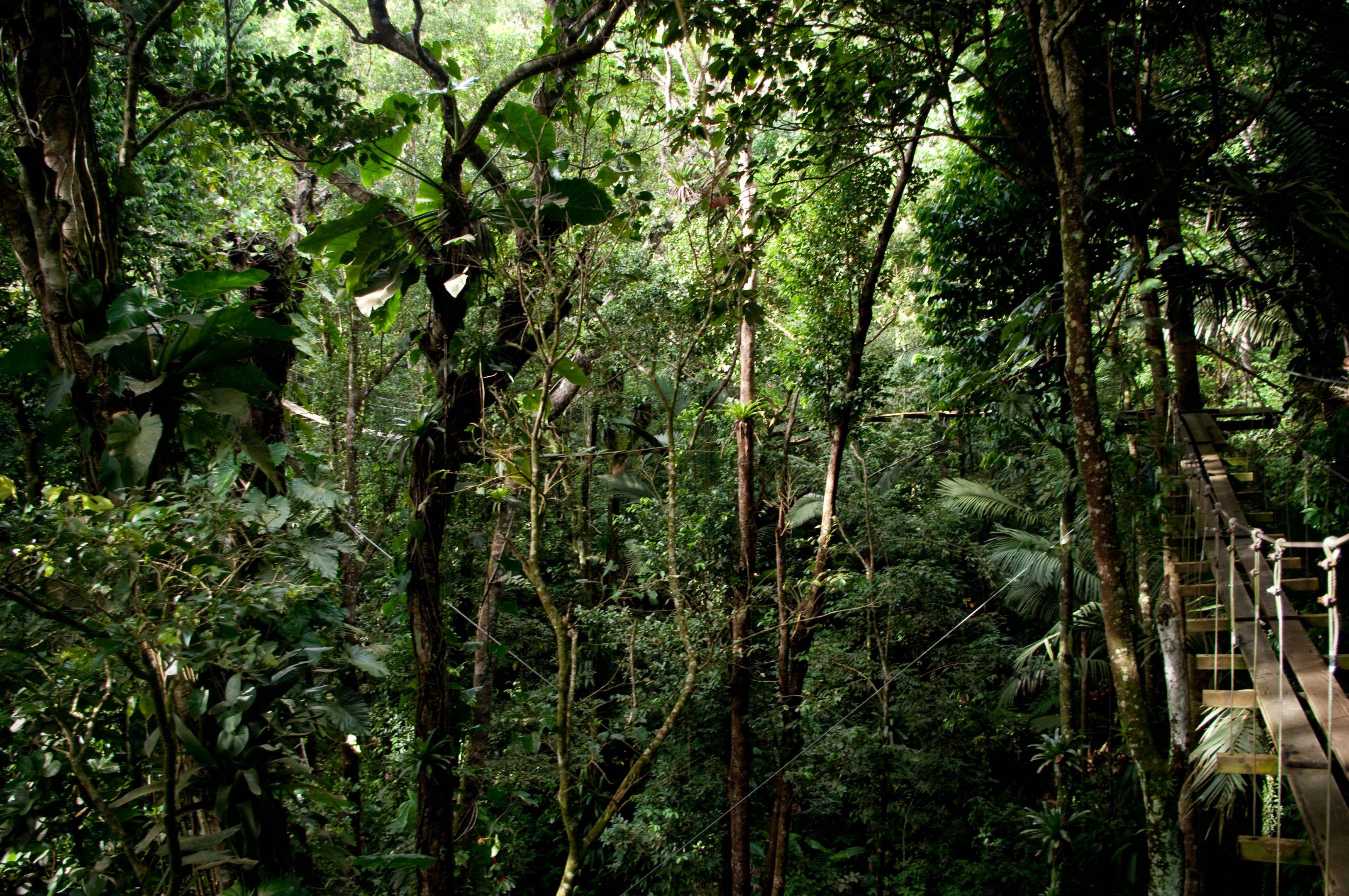 Immersion dans la forêt tropicale