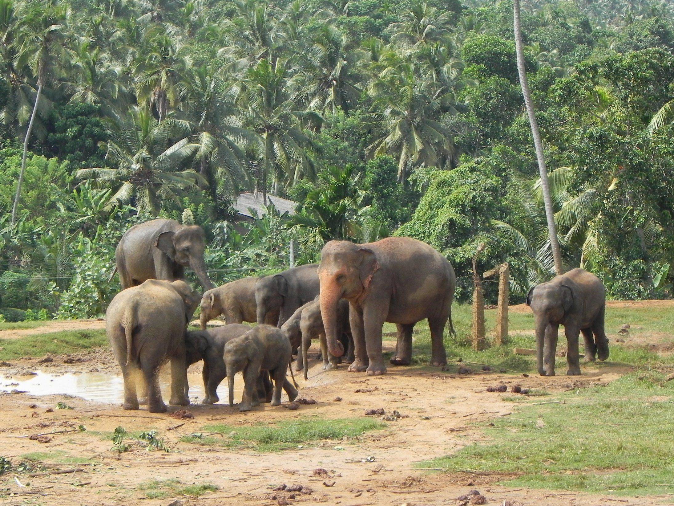 Elefantenwaisenhaus in Pinnawala