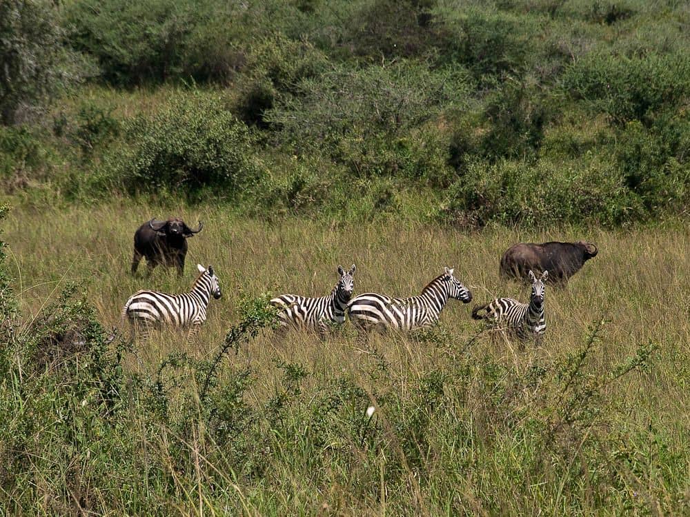 Den Giraffen durch die Savanne folgen 