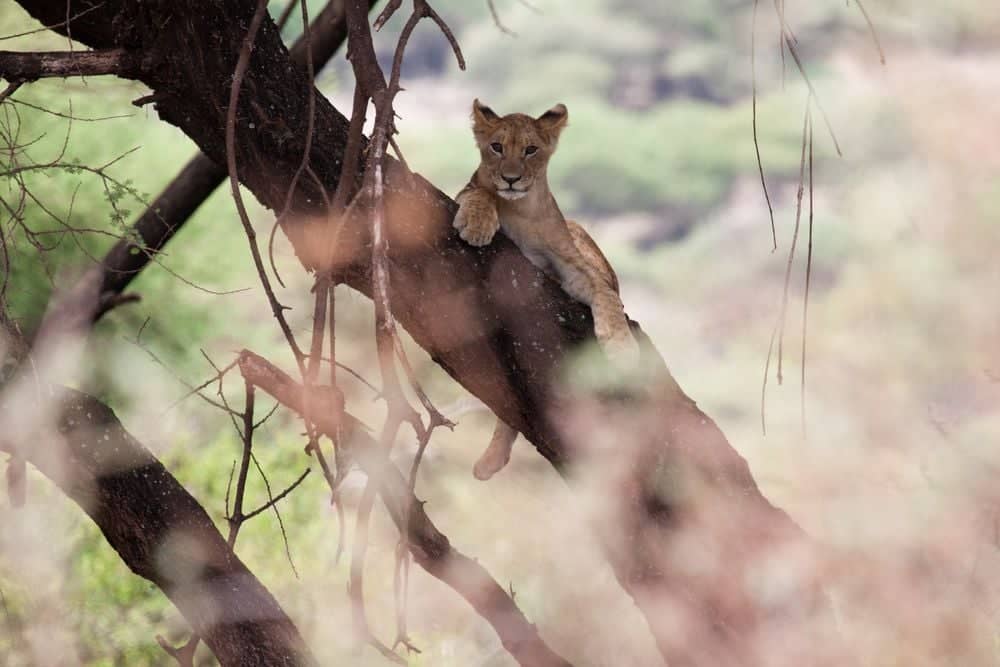 Auf den Spuren der baumkletternden Löwen im Nationalpark Lake Manyara 