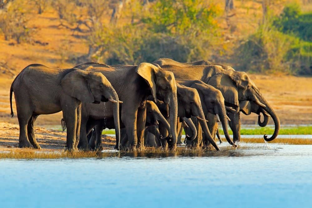 En piste vers Chobe, le royaume des élephants