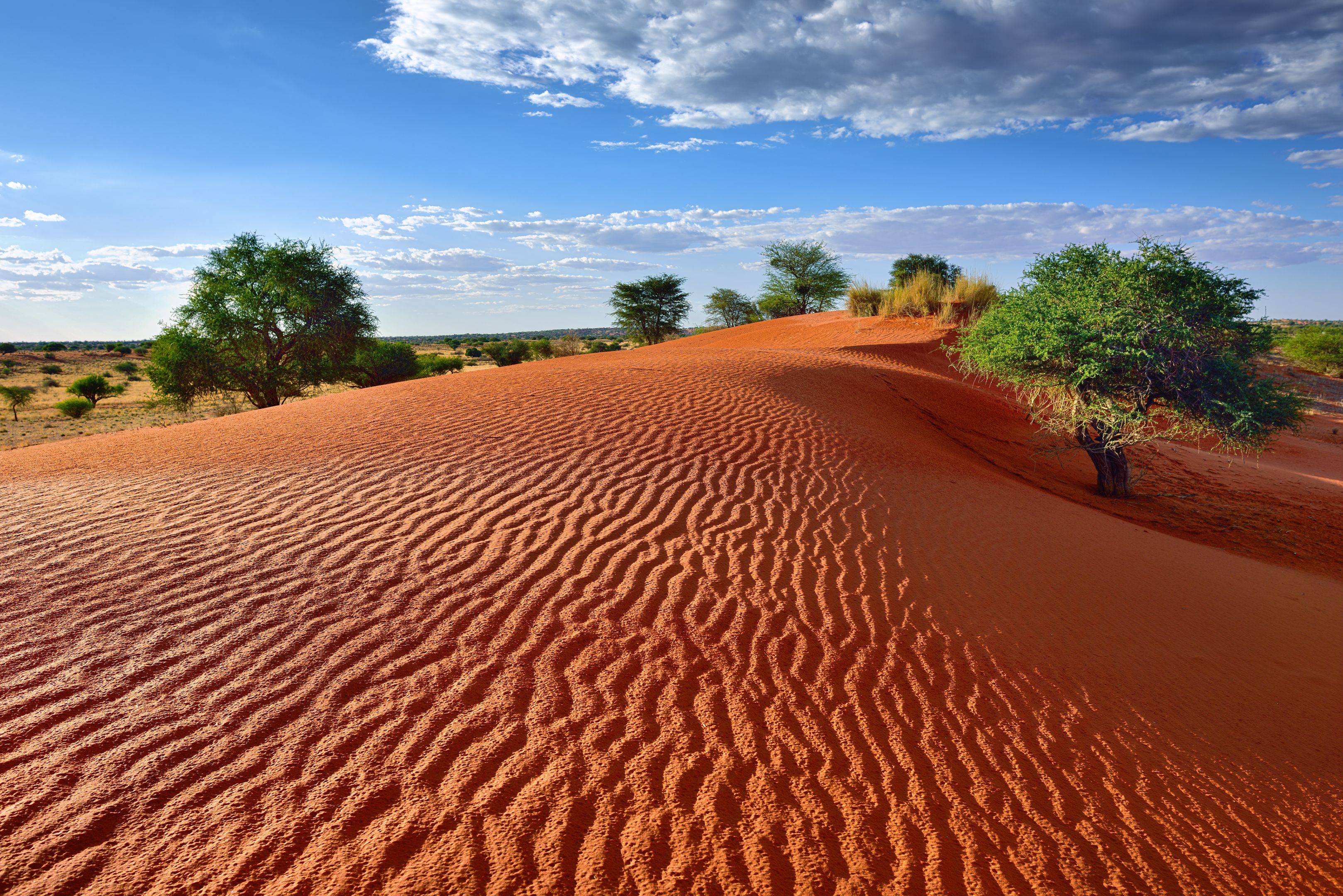 Entdecken Sie die roten Dünen der Kalahari
