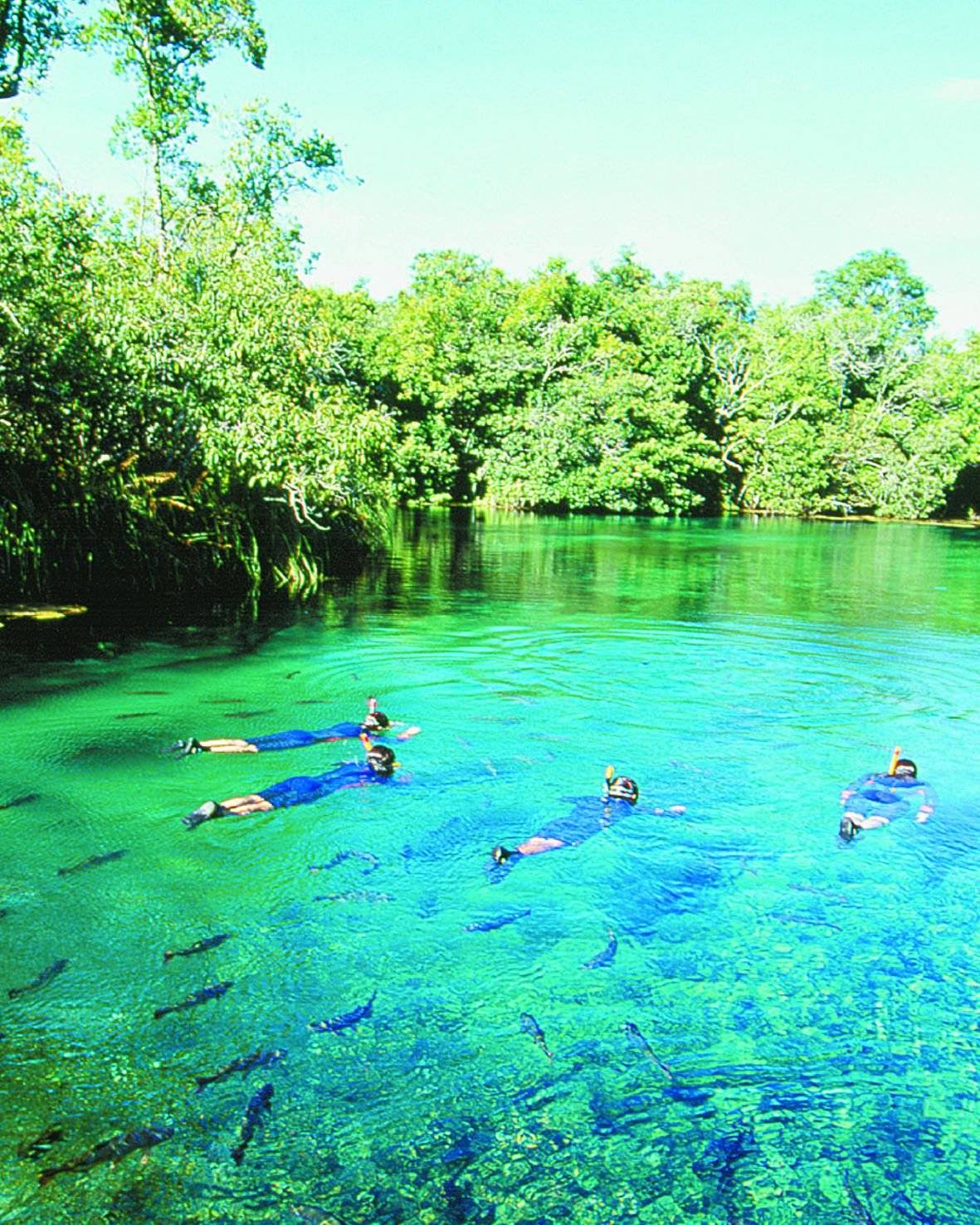 Baia Bonita, la réserve écologique où l'on flotte et promenade sur la Rio Formoso