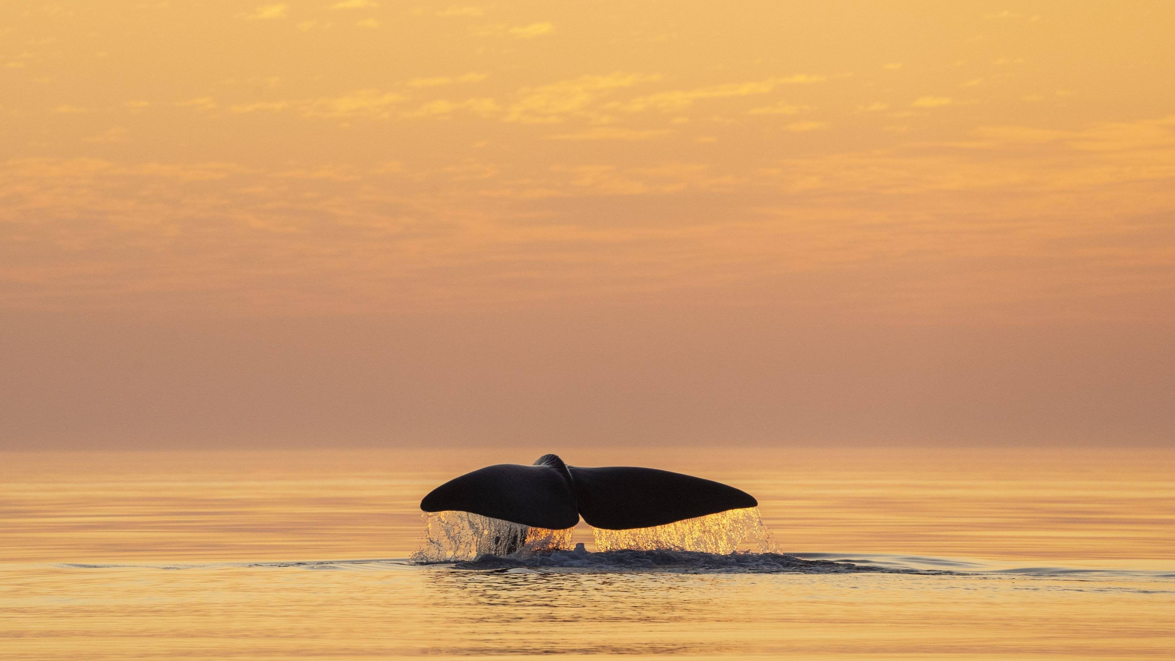 Safari fotografico a caccia di balene