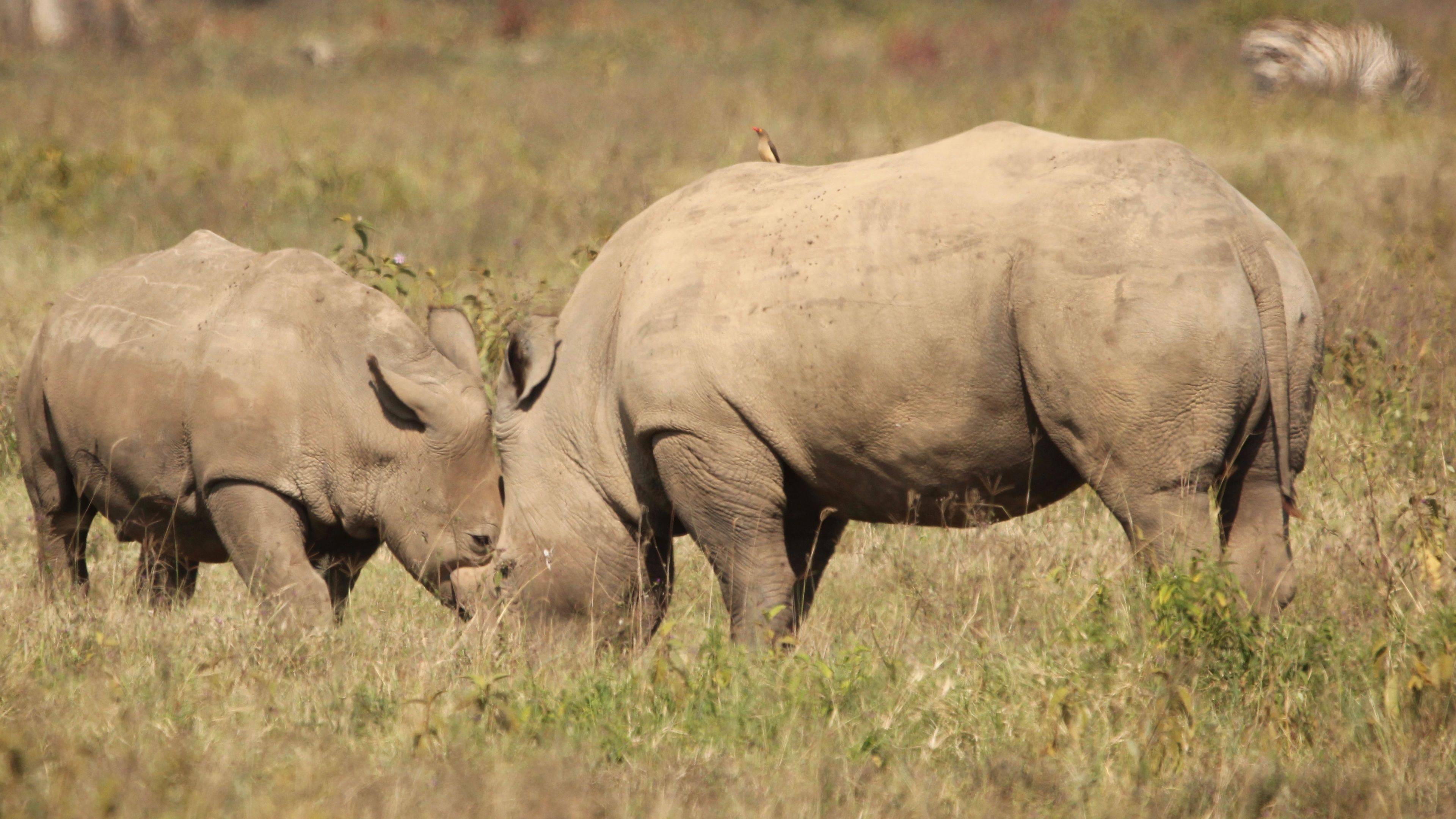 Rinocerontes en Ol Pejeta