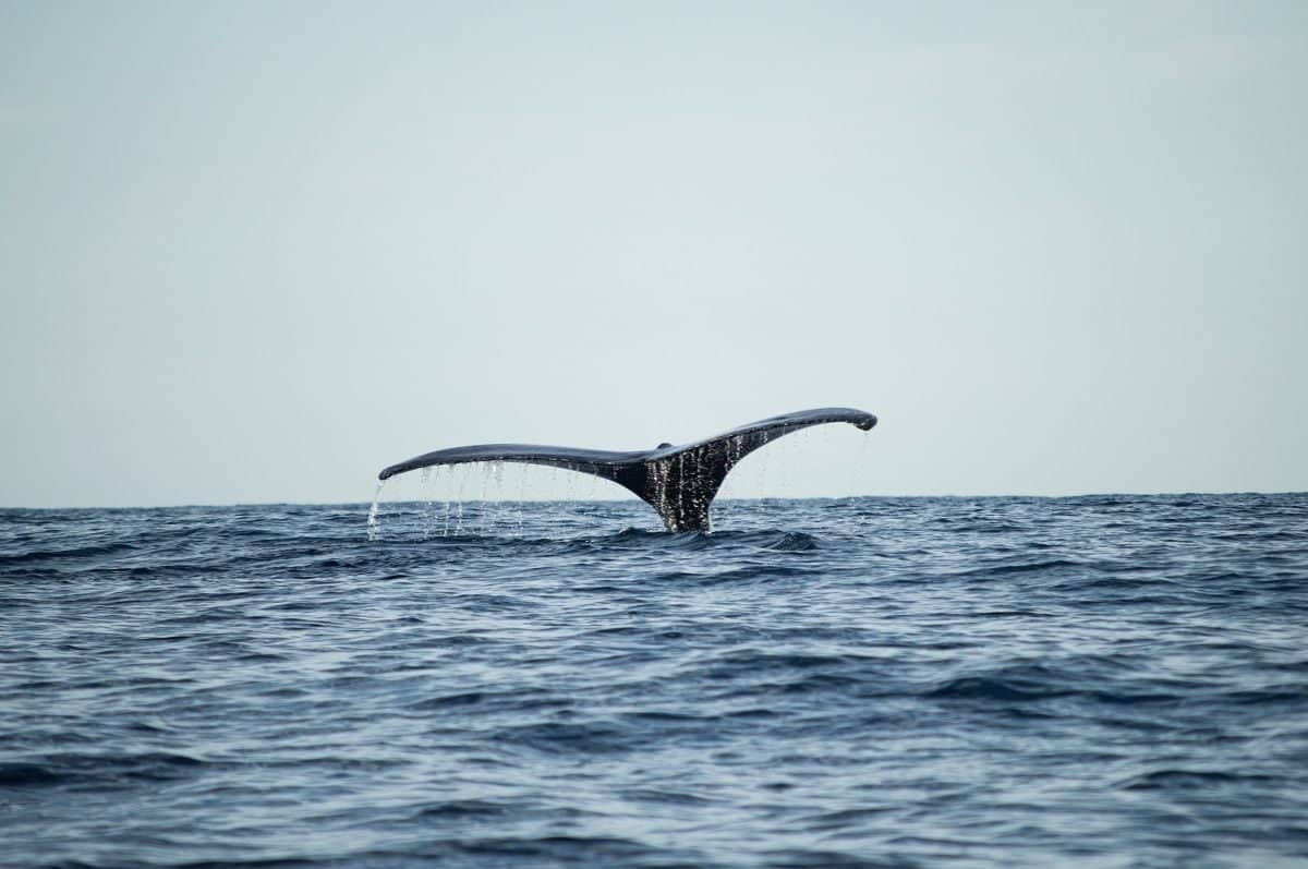 Les fameuses baleines de Tadoussac