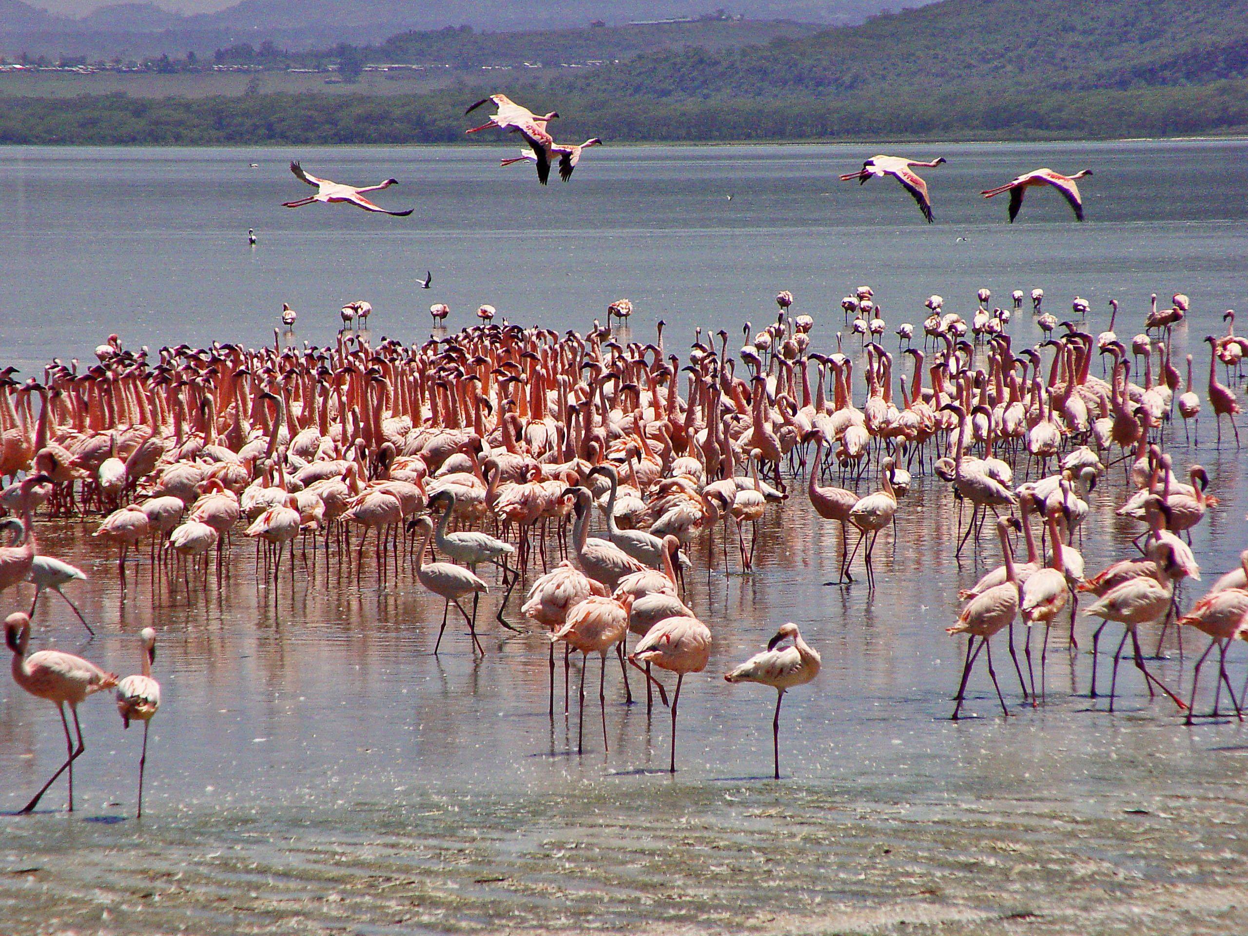 Rumbo al Parque Nacional Lago Nakuru