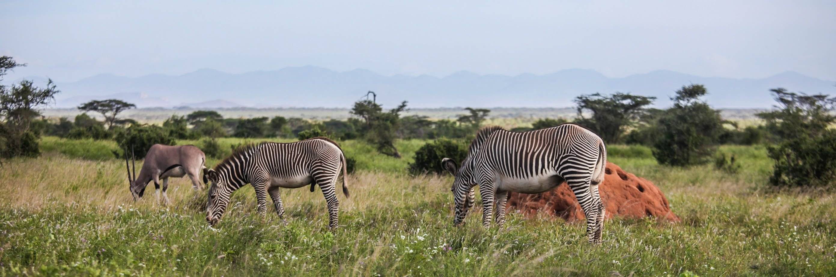 Visita al Parque Nacional de Samburu