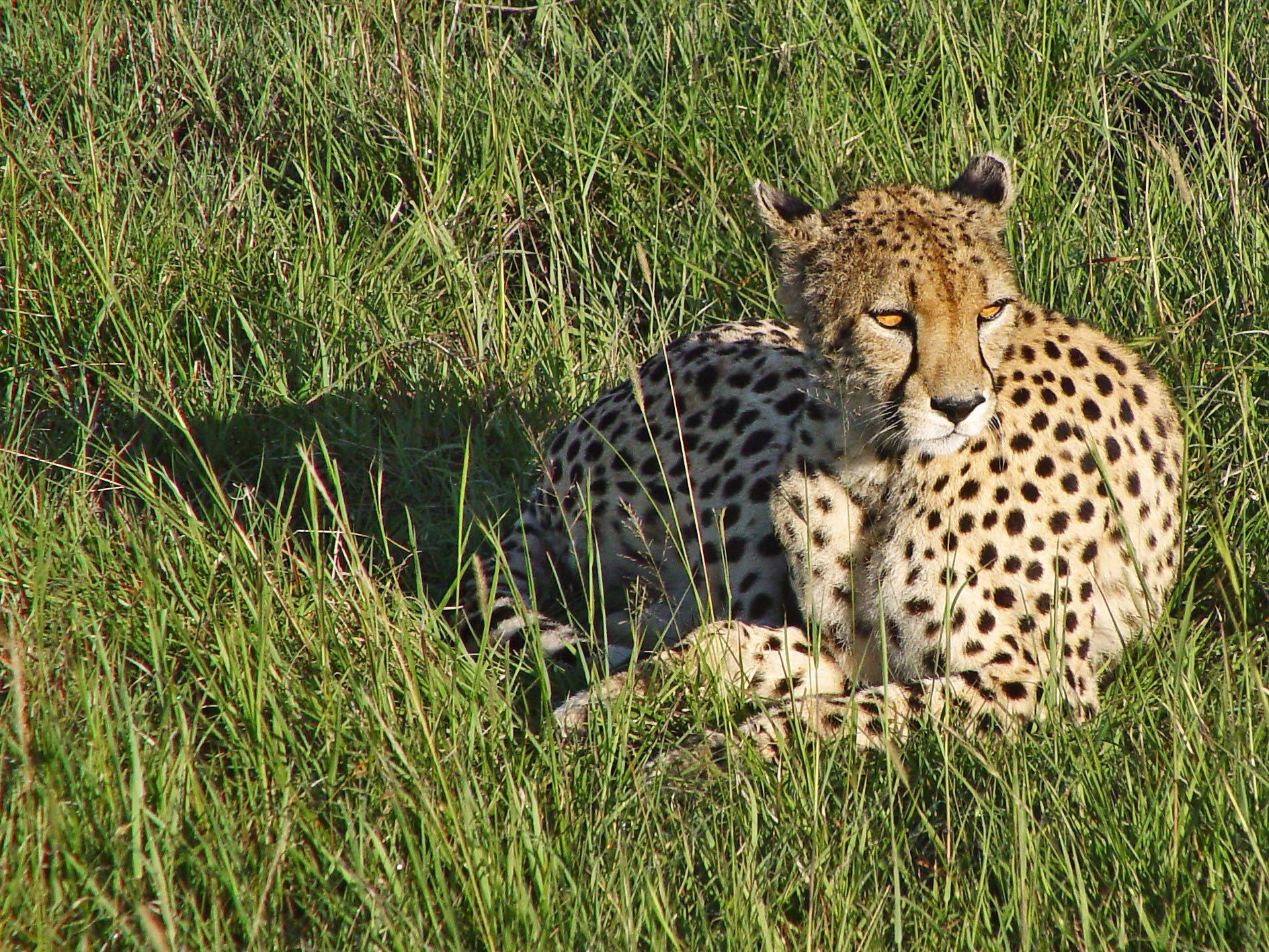 Safari en el Masai Mara 