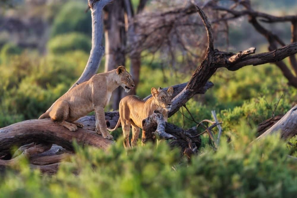 Día de Safari - Reserva Nacional Samburu