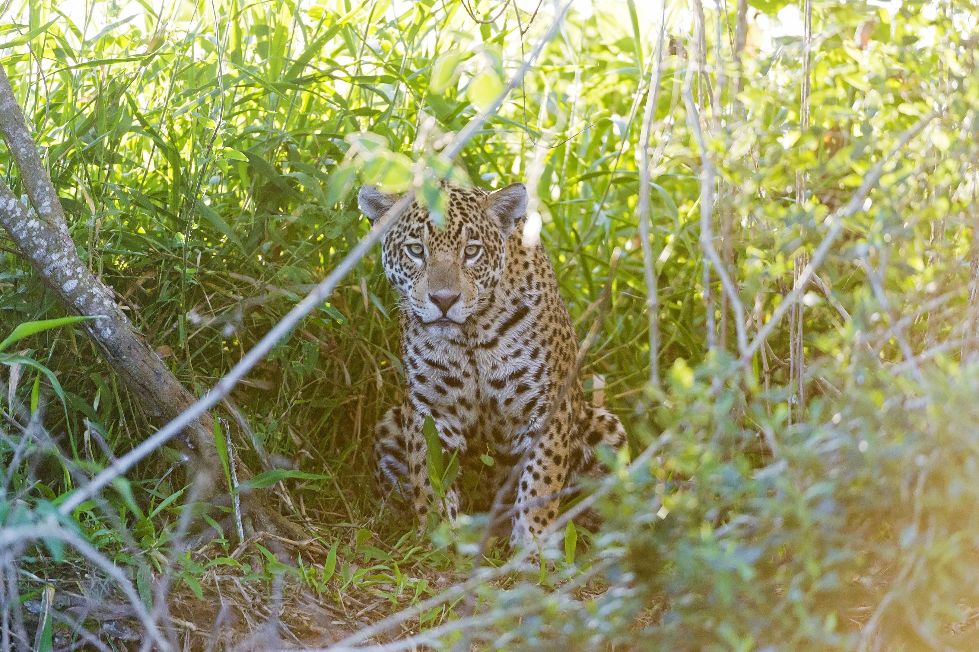 Sulle tracce del giaguaro
