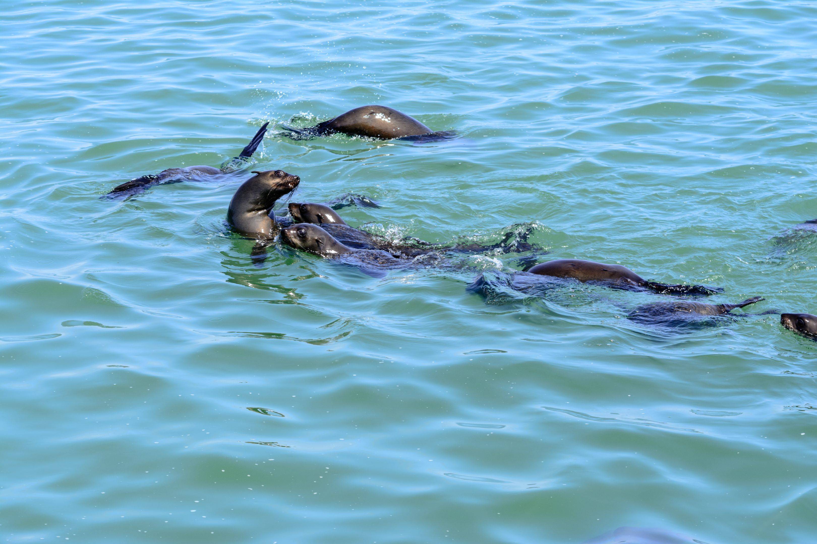 Robben und Delfine in der Walvis Bay