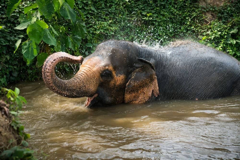 ​Elefanten in natürlicher Umgebung