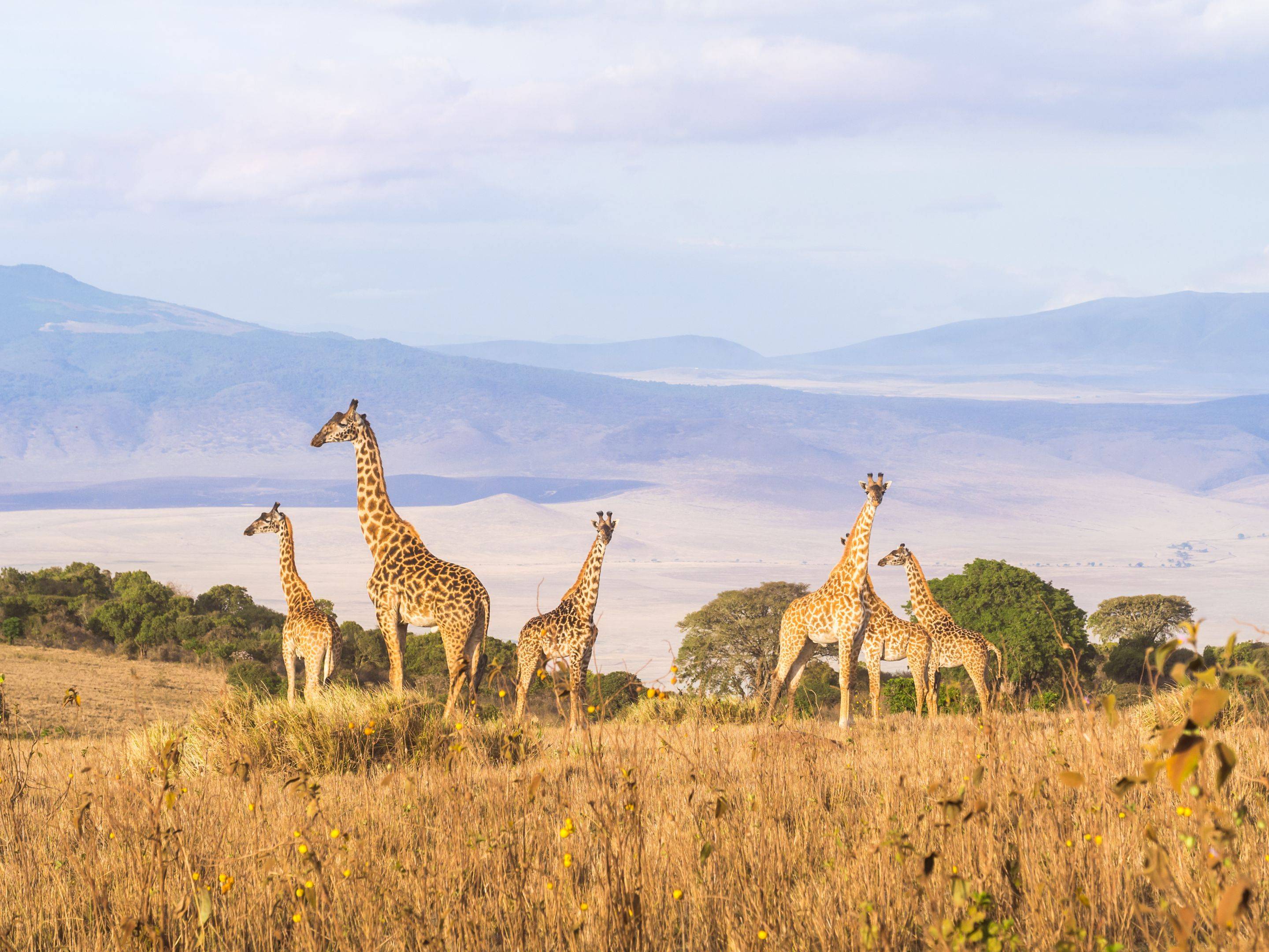 La biodiversità del cratere del Ngorongoro 