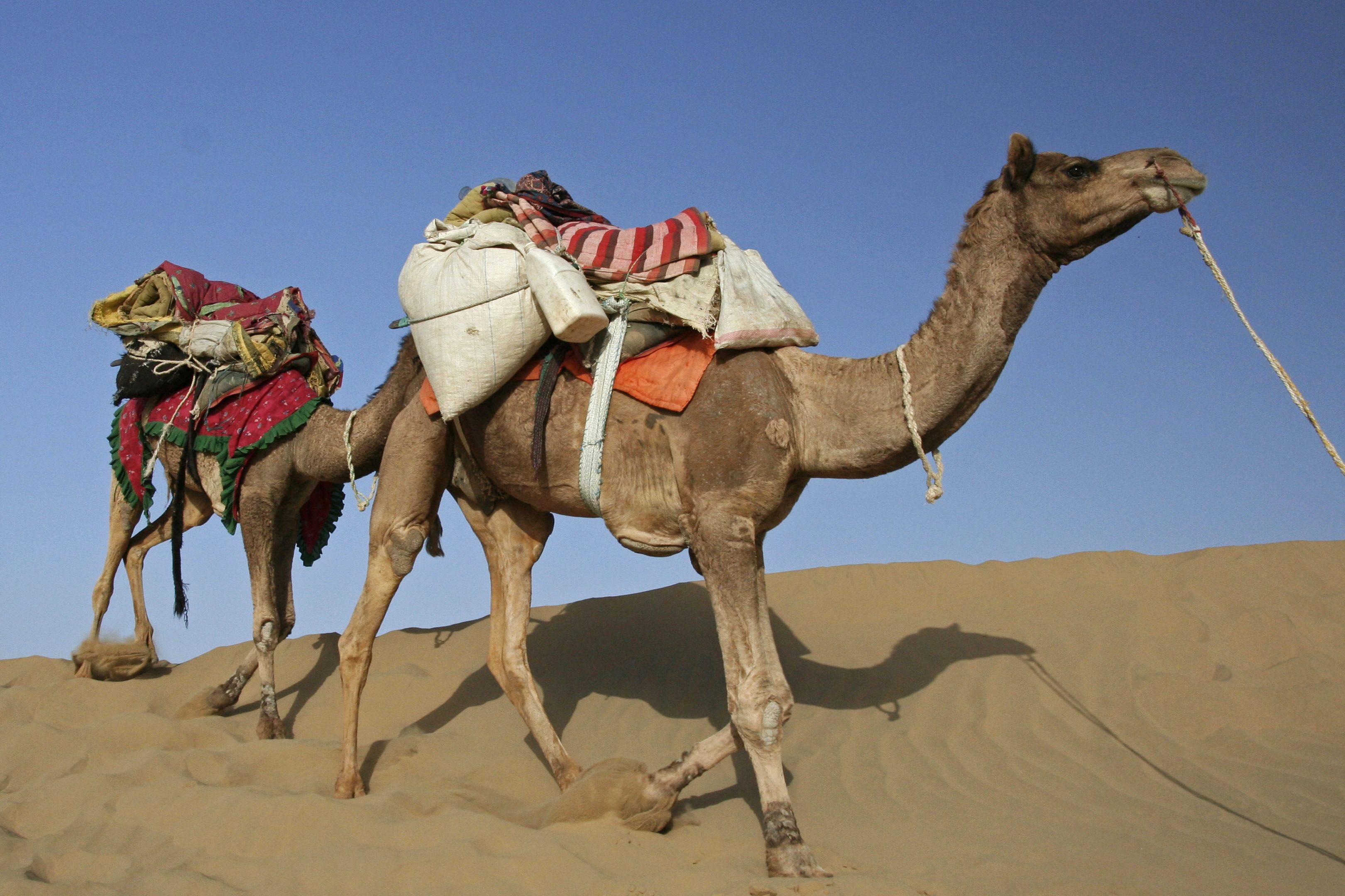 Safari en Camello a Dechu