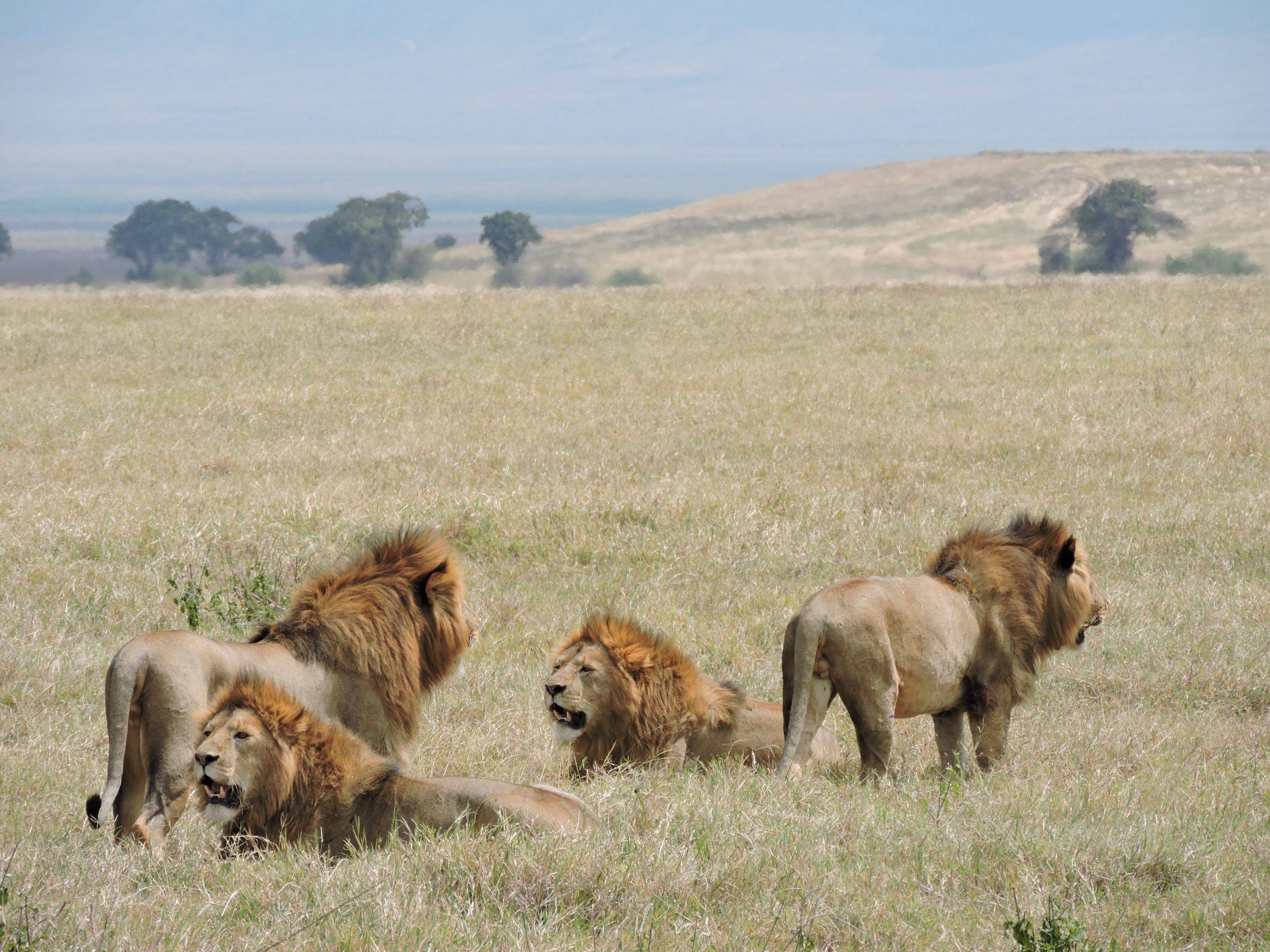 La biodiversità del cratere del Ngorongoro 