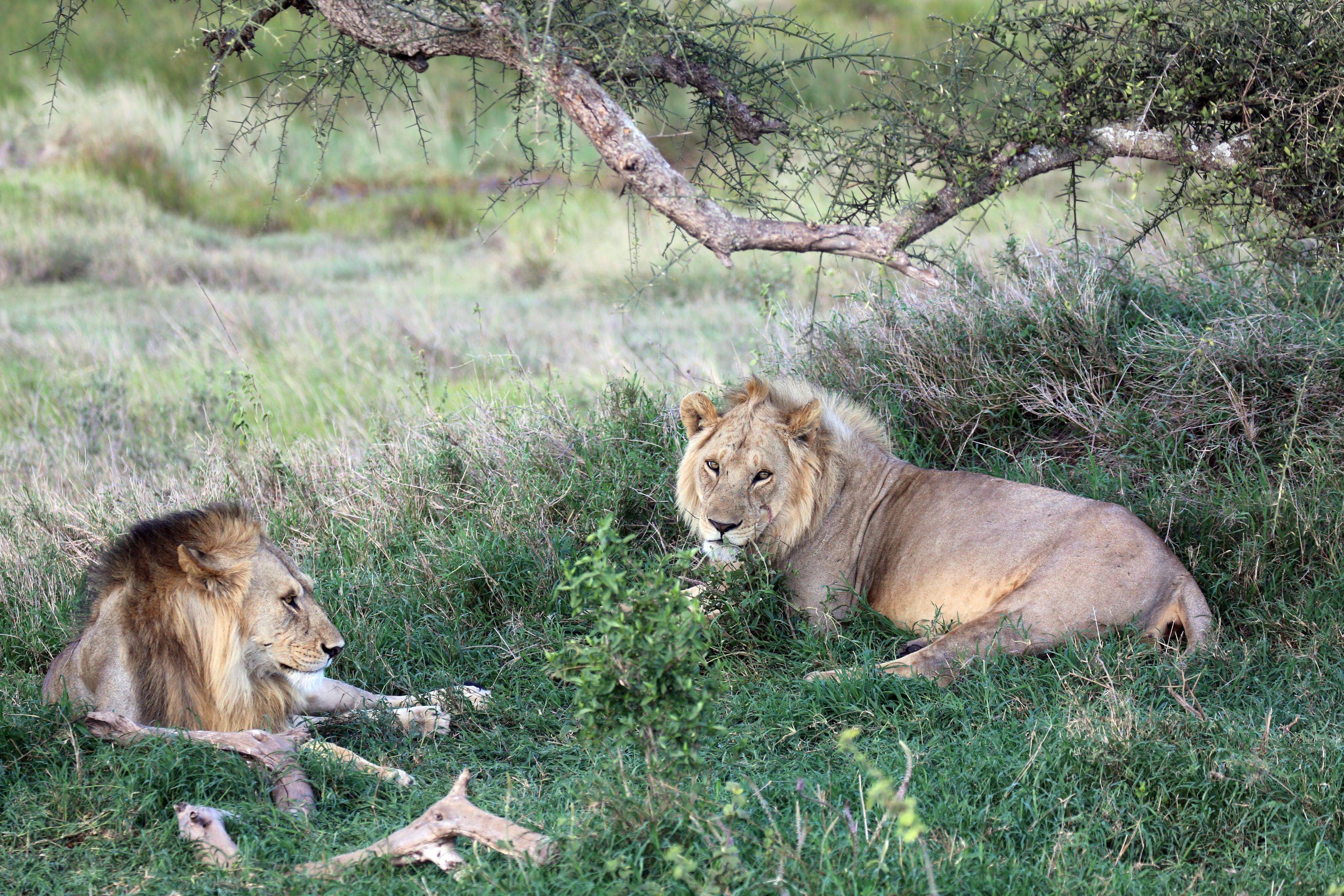 Parco nazionale Serengeti e ritorno a Karatu