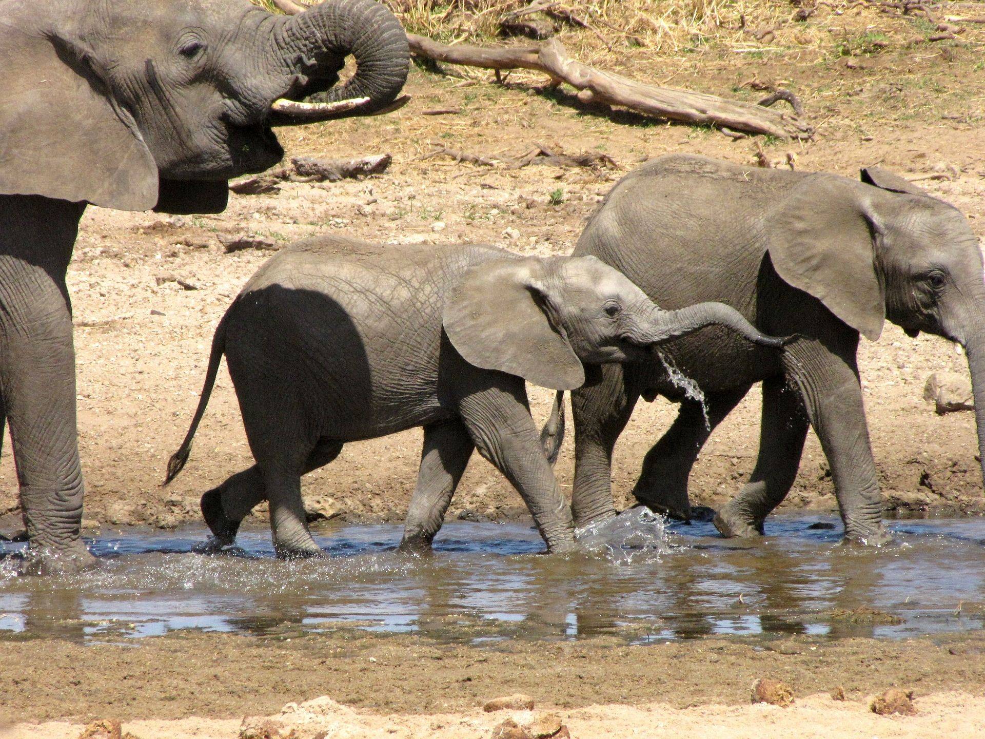 Safari nel parco Tarangire