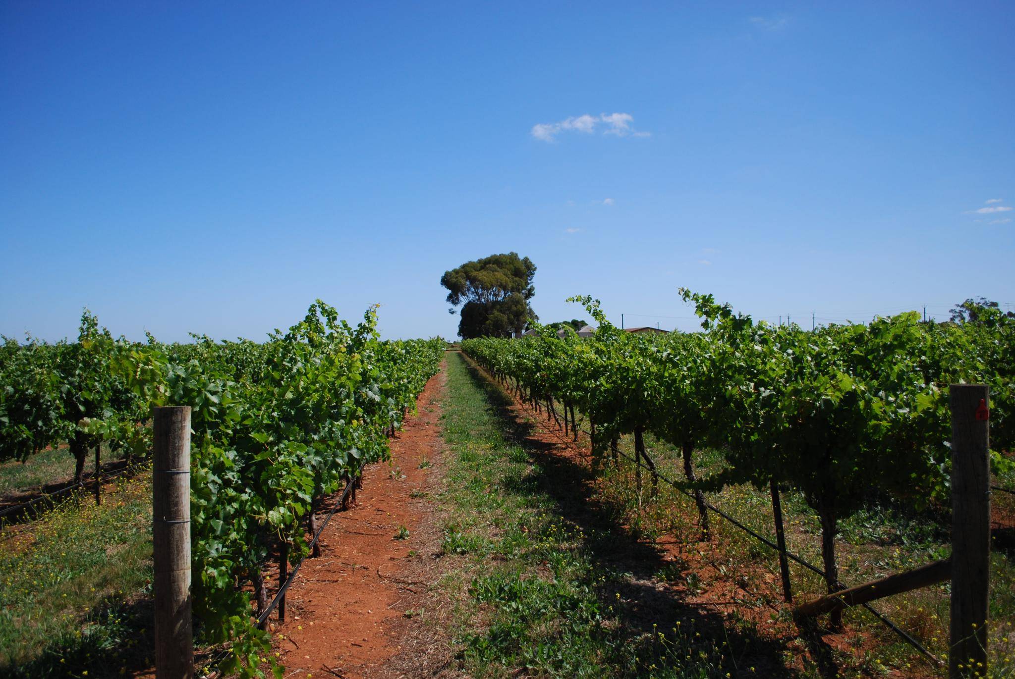 ​​La région viticole de Coonawarra 