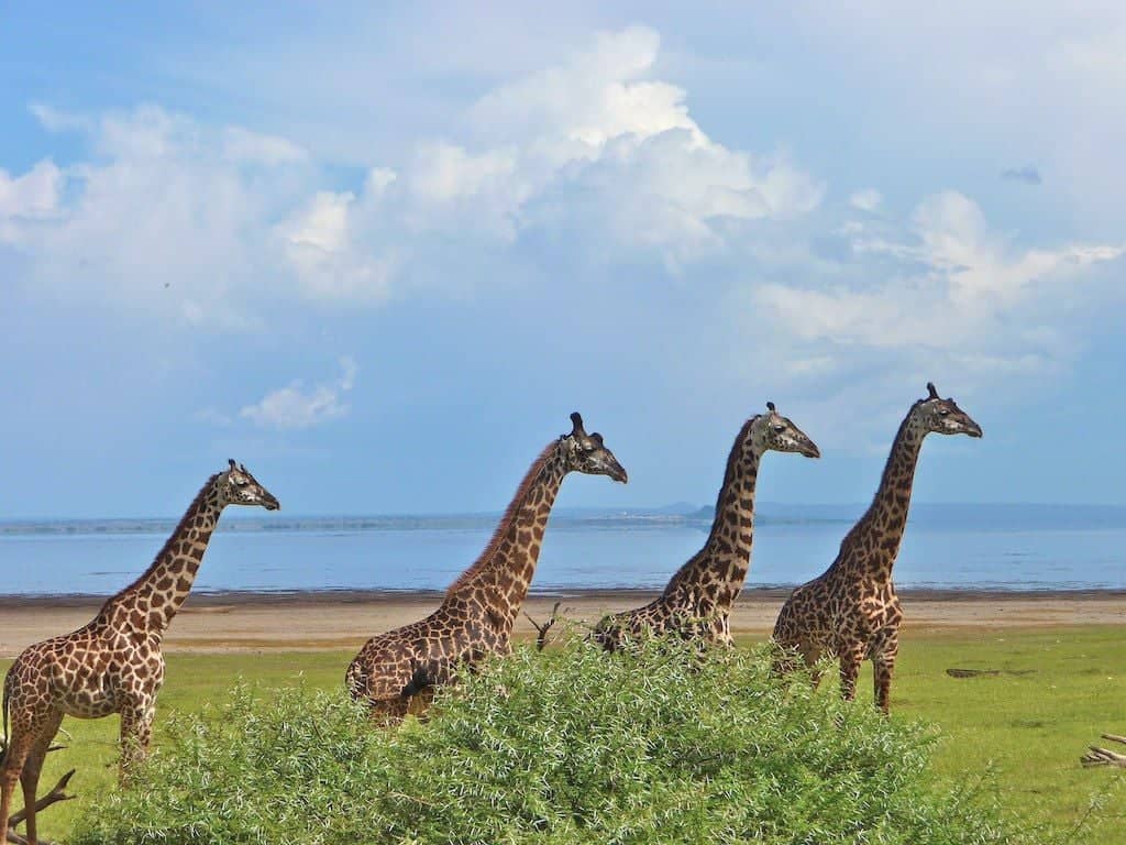Visita del Parco Nazionale del Lago Manyara