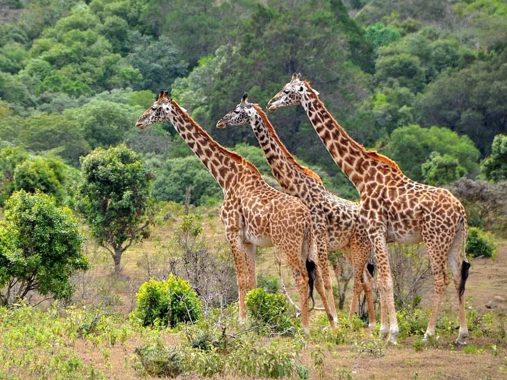 Safari nel parco nazionale del Lago Manyara